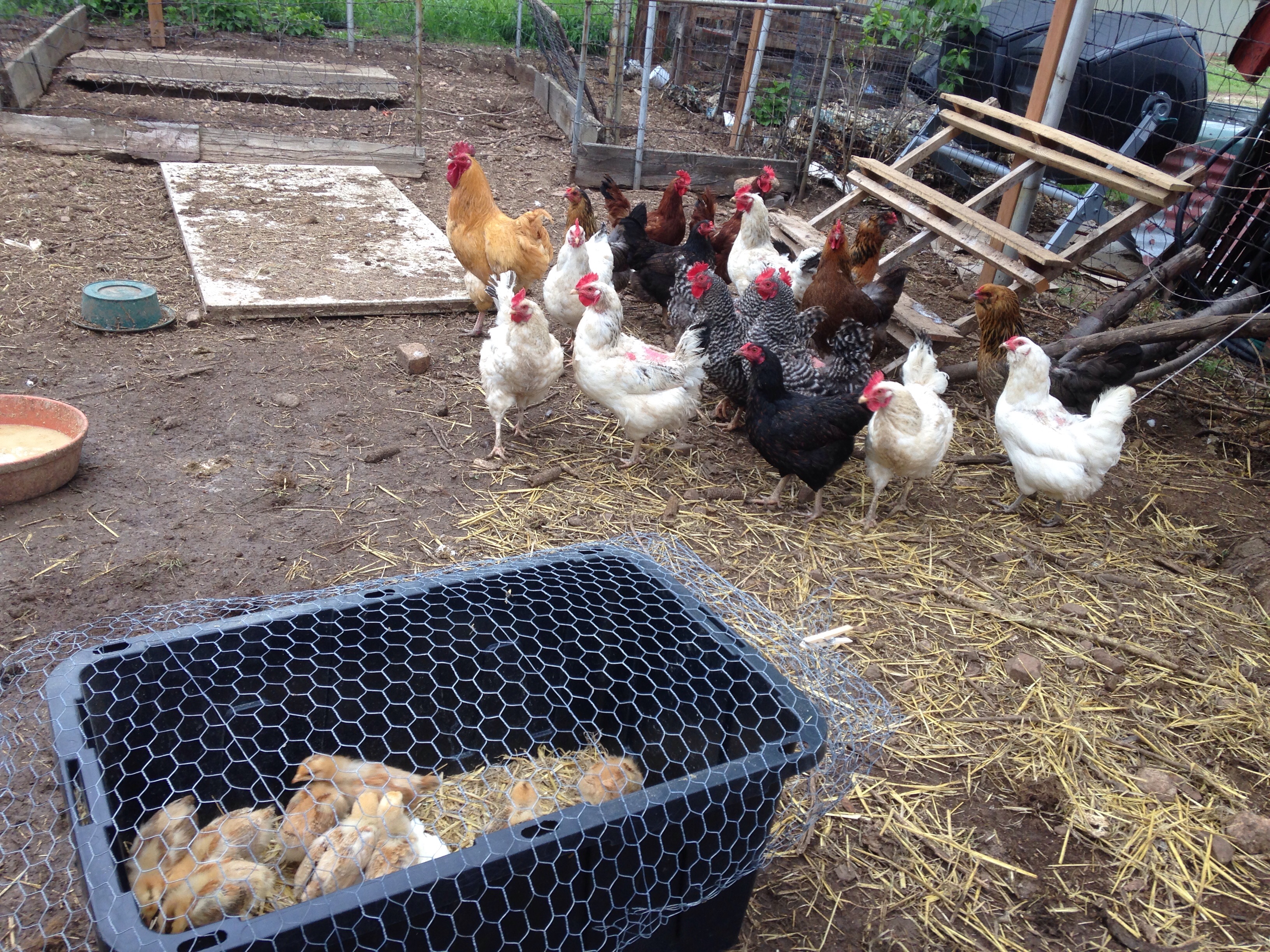 The peepers made the flock nervous.