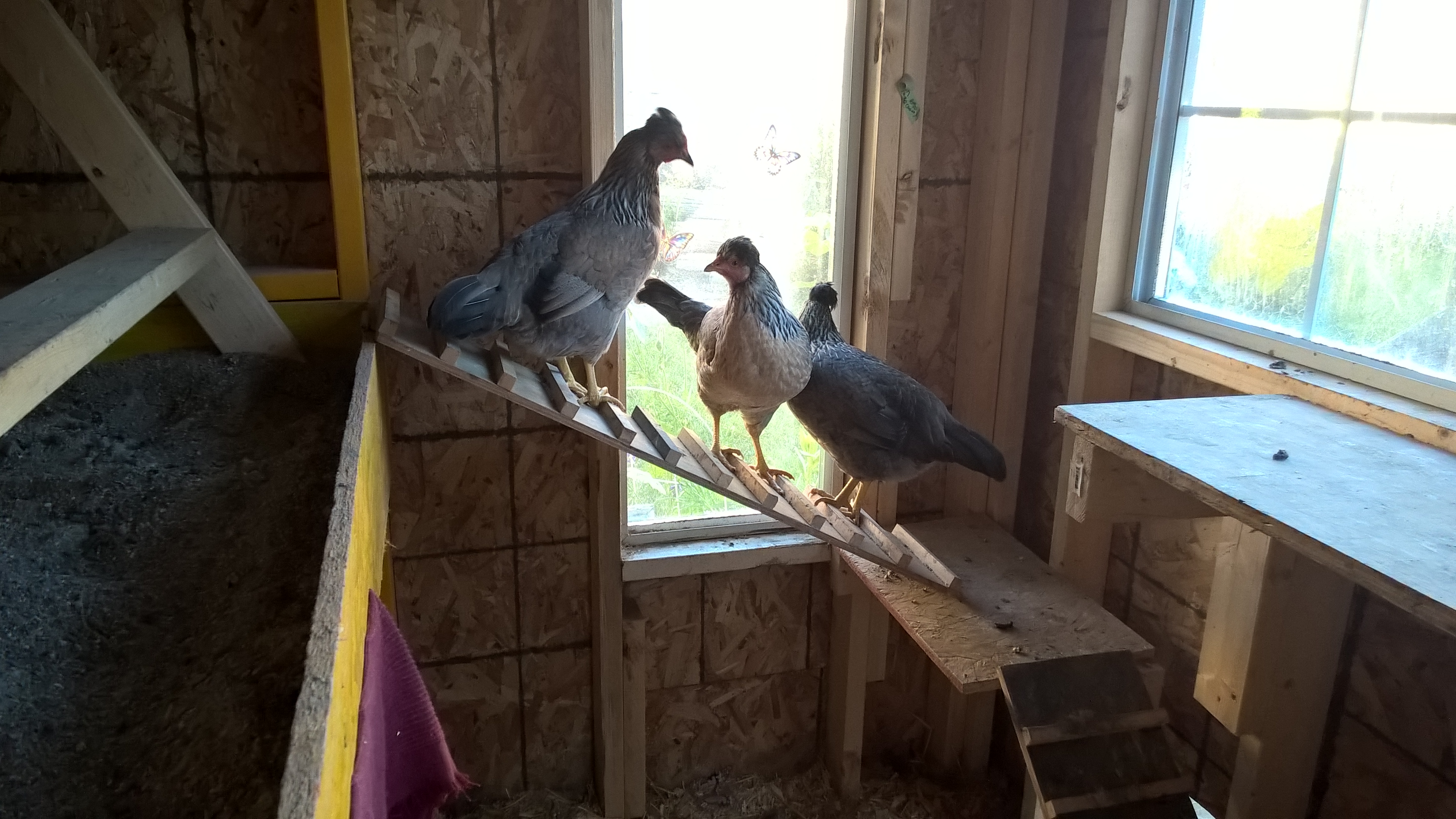 The peeps!  13 week old Jill Rees Crested Legbars!  Their first night in the big girl coop!