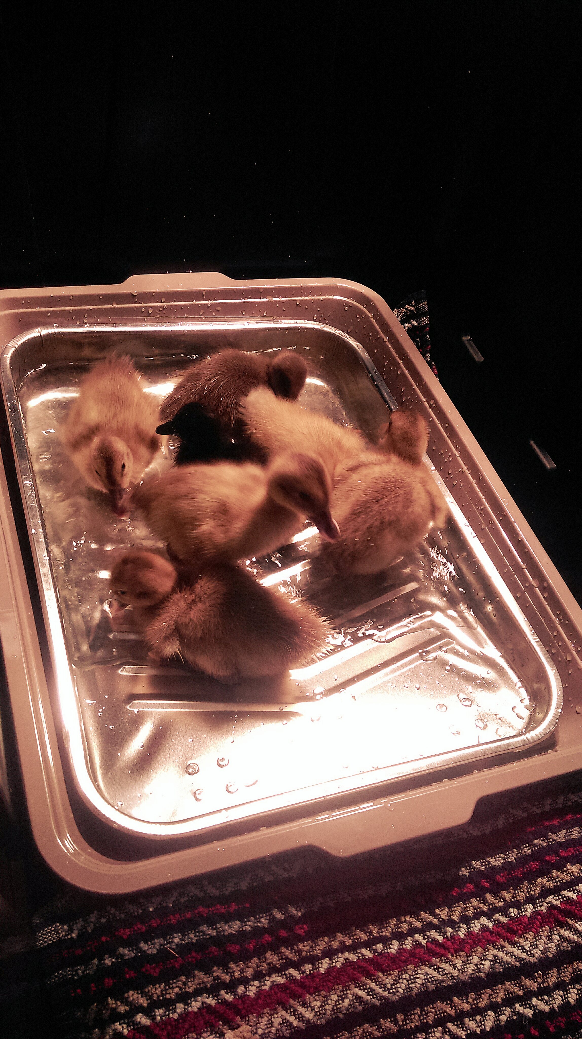 The peeps kept trying to swim underneath each other in barely an inch of water :P