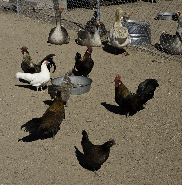 The Phoenix flock with their Goose buddies.