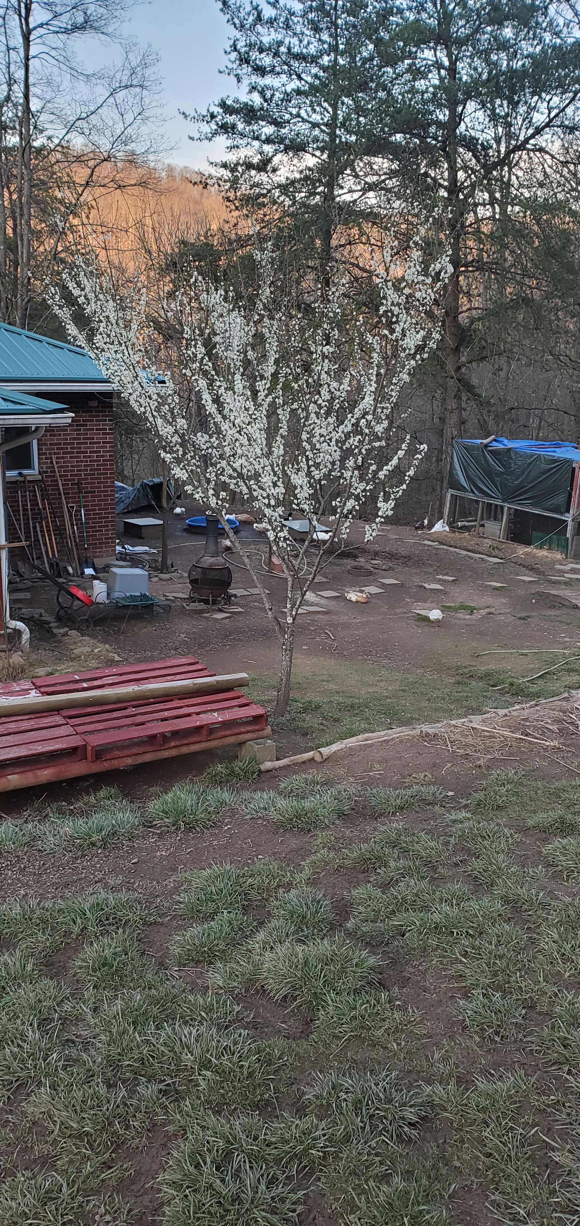 The plum-tree in full bloom with Mr. Limpy sleeping in the background.