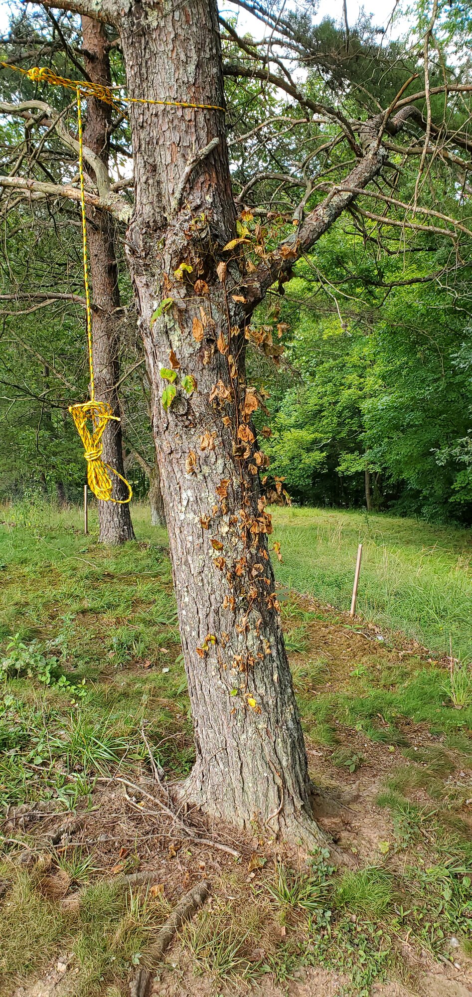 The poison ivy is almost dead