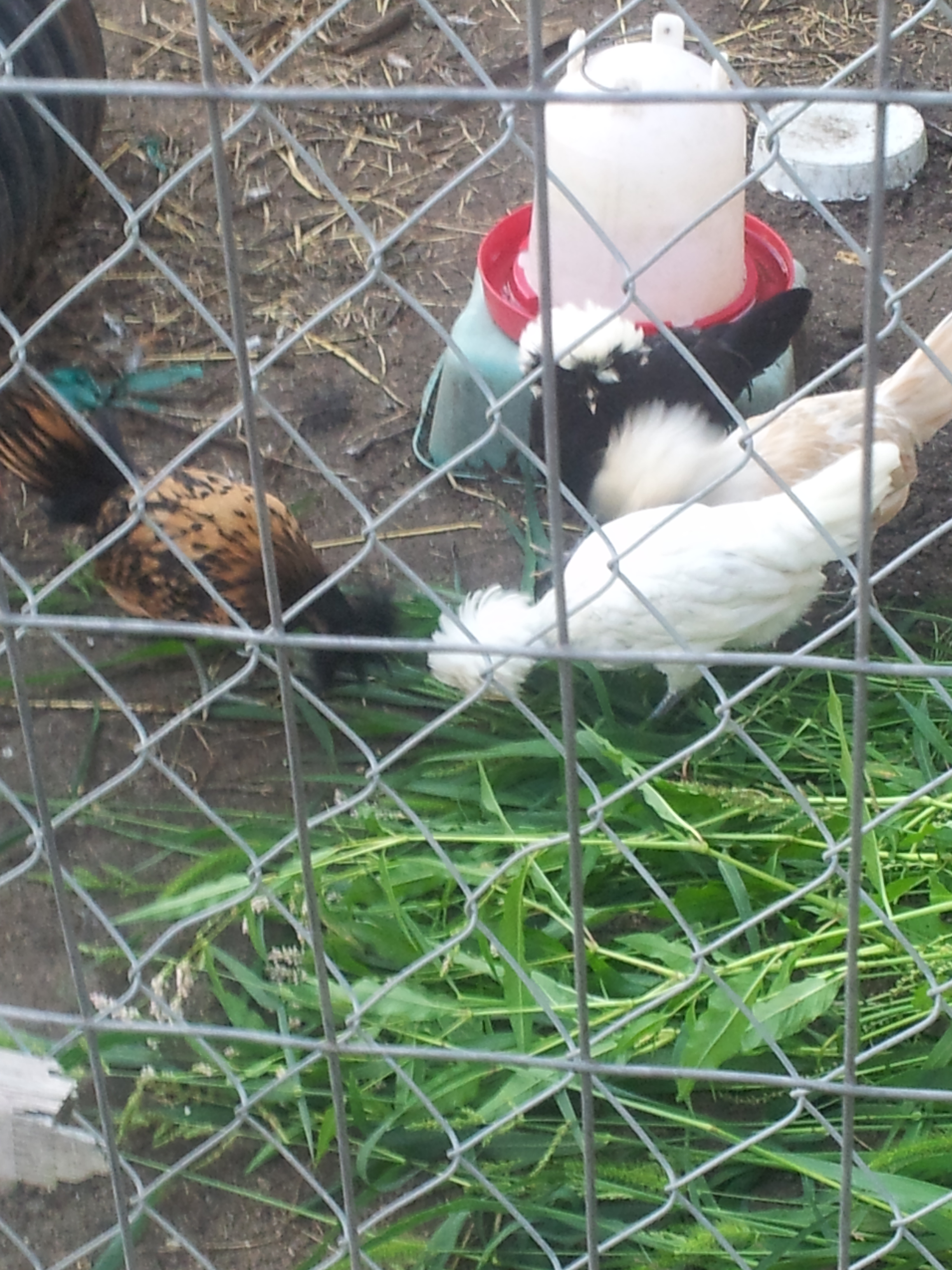 the polish punk rockers names are buttercup,snickers,rascal,bowie