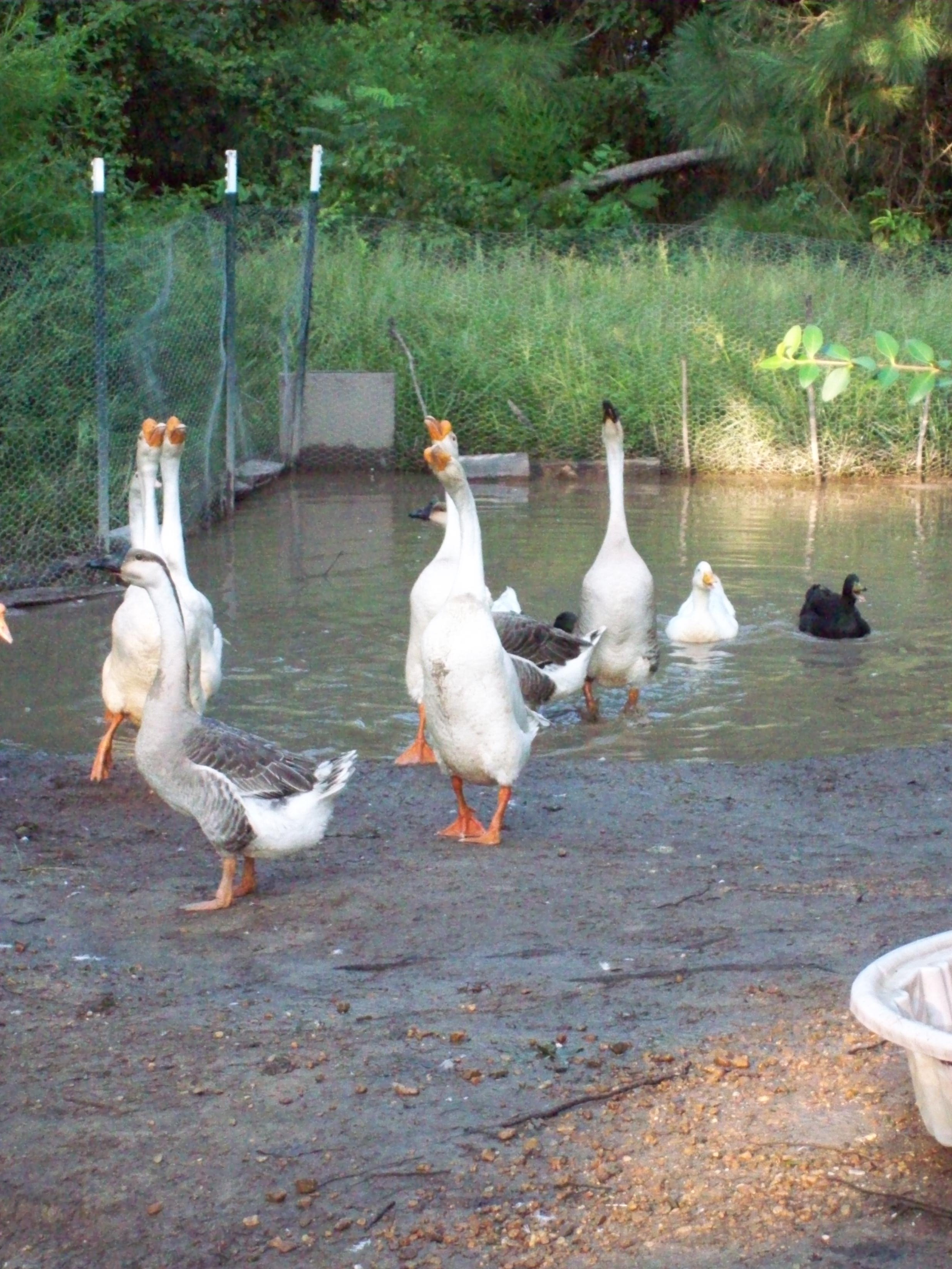 The pond that was created tks to Issac lol They love it.