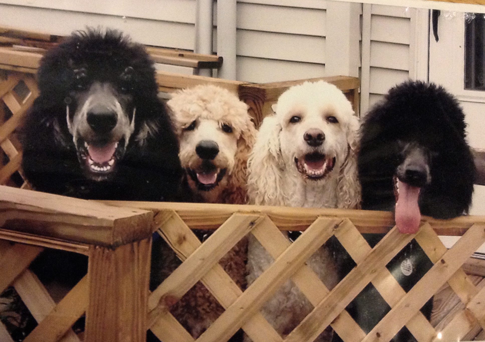The poodle family! Joey, Simba, Tanner, (Simba's mom) and Bella (Simba's sister)