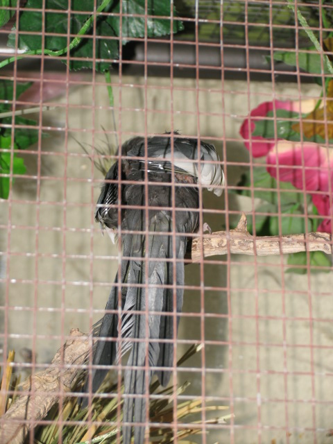 the poor state of Cat, our newest adoptee. Poor thing was so stressed he plucked his feathers regularly out of his own body! To make matters worse for him, his cage mate and brother apparently was also pulling his feathers when they were at the shelter! Luckily his brother got adopted separately. Now Cat lives with my cockatiel Cookie and isn't being Picked clean!