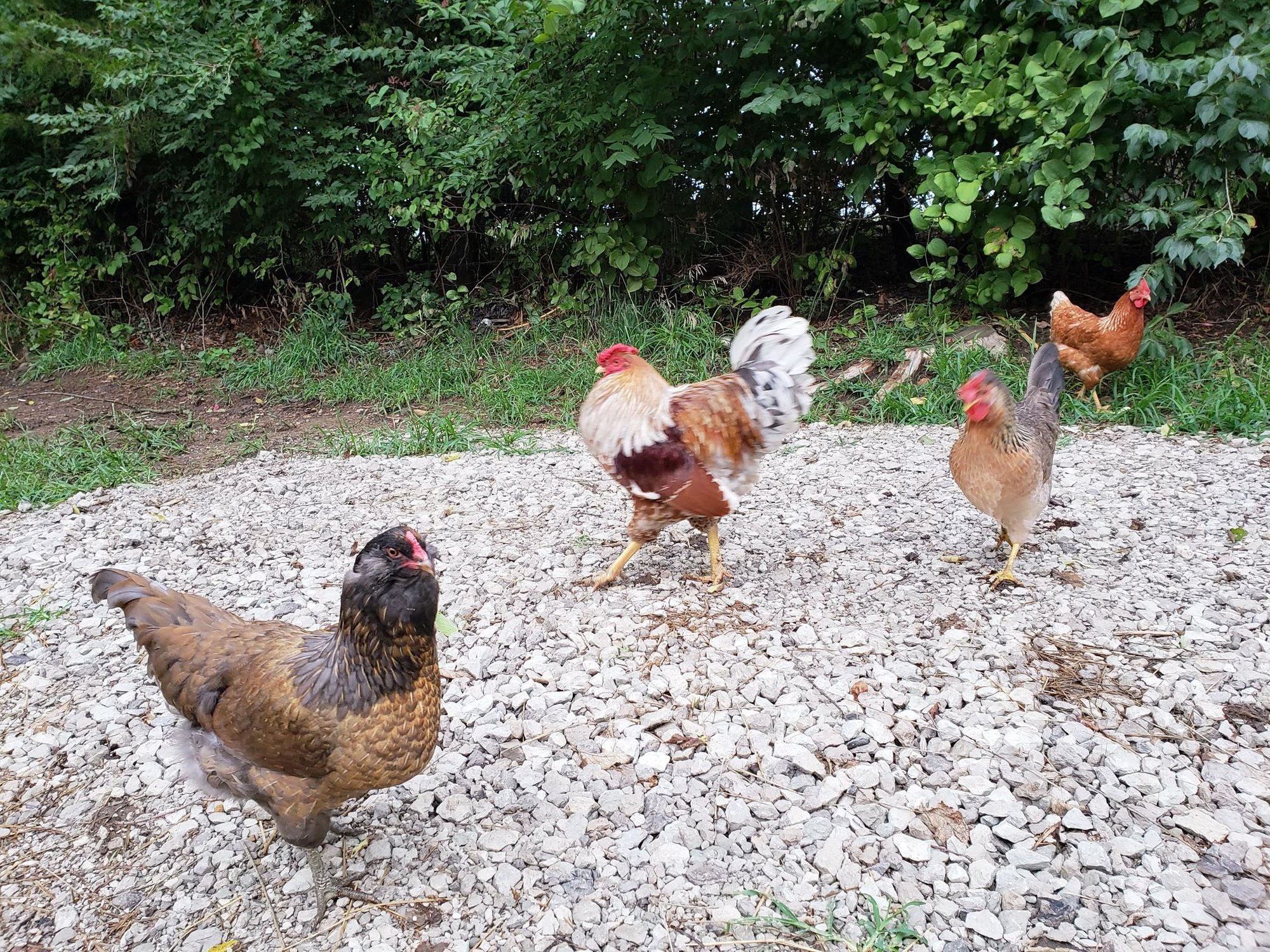The Posse