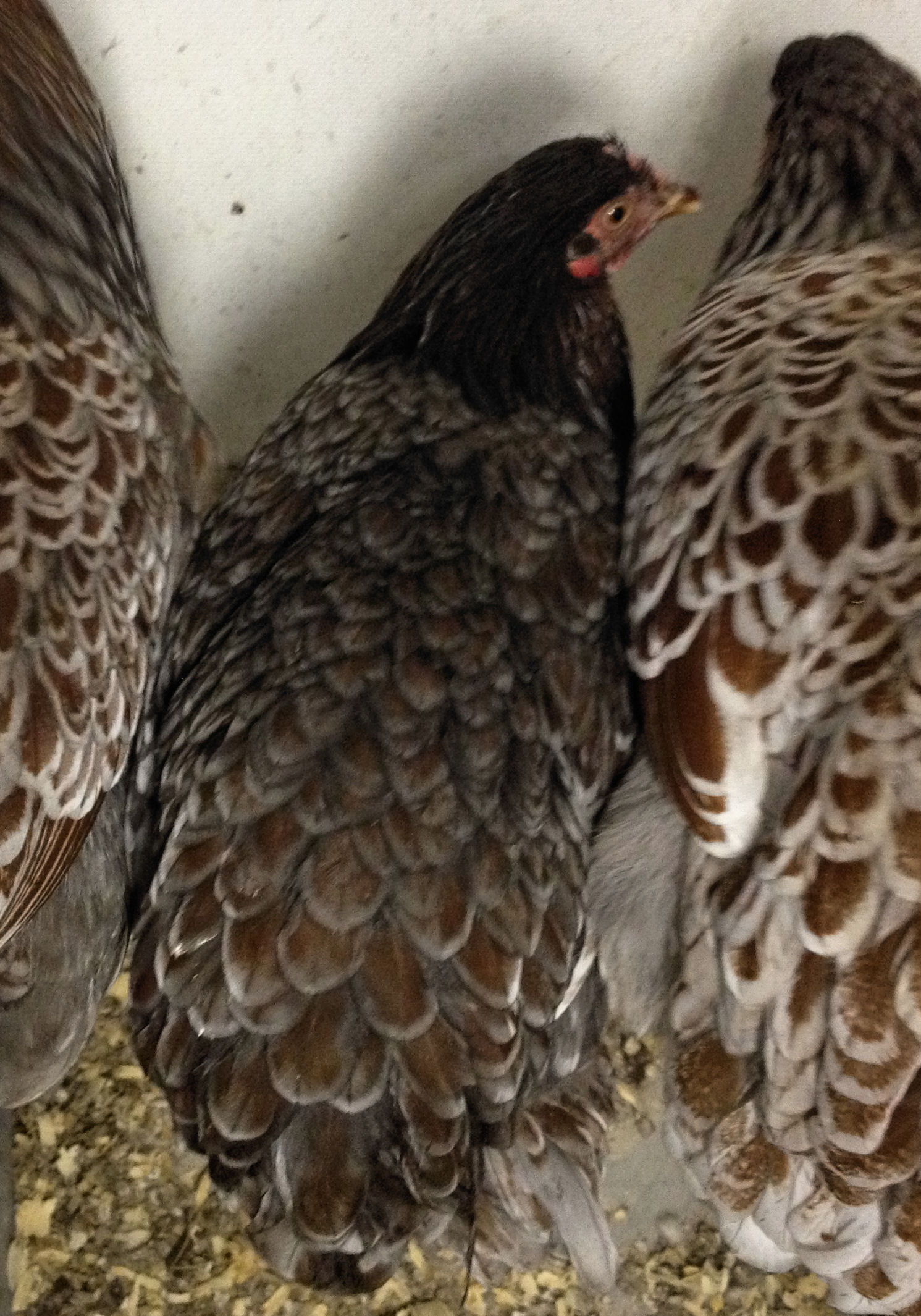 The pullet in the center is much younger than the other 3. She is also much darker.  Her lacing is really starting to look more defined. I think she'll be beautiful!