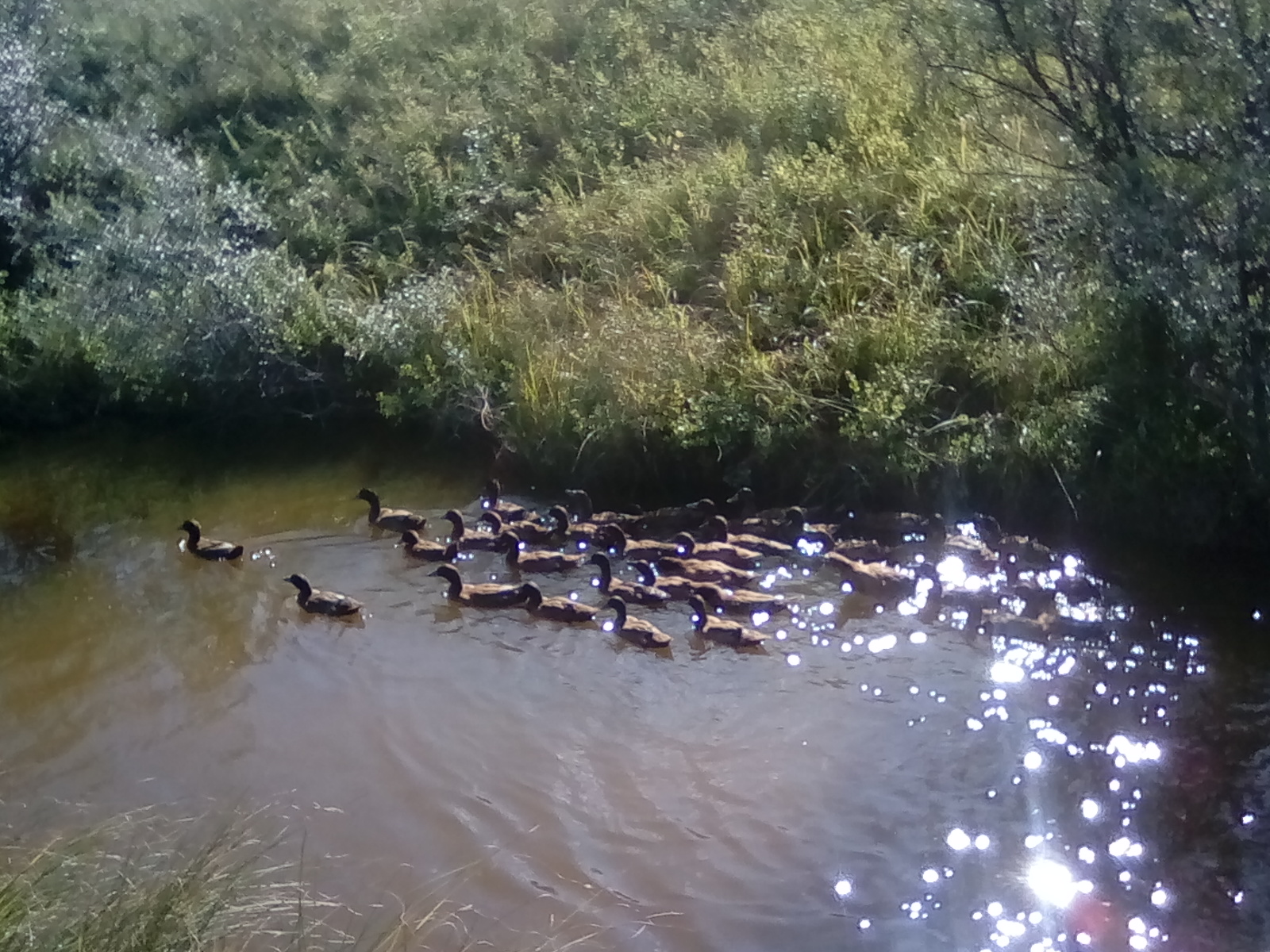 The quackers in the creek