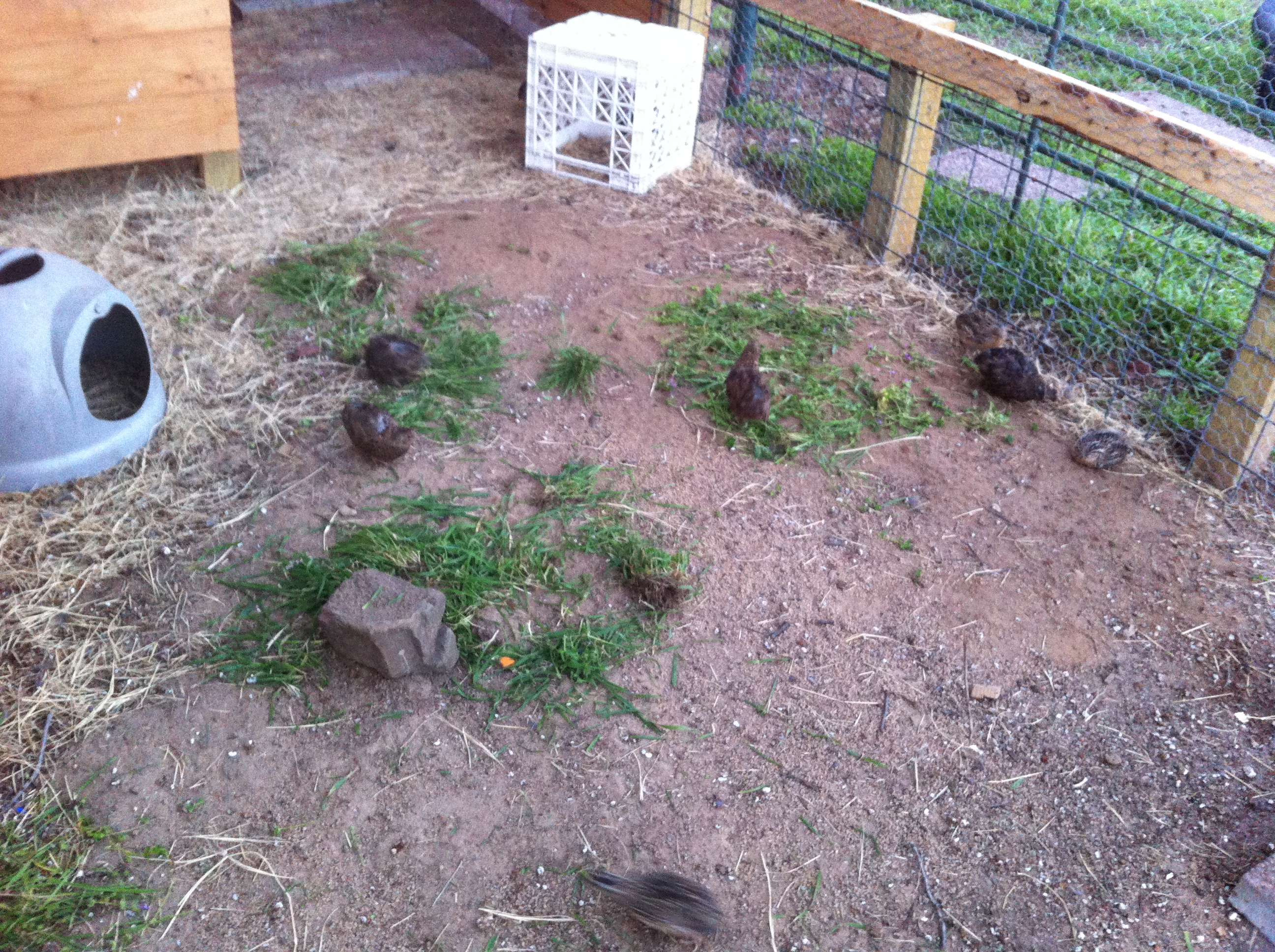 The quail enjoying some grass!
