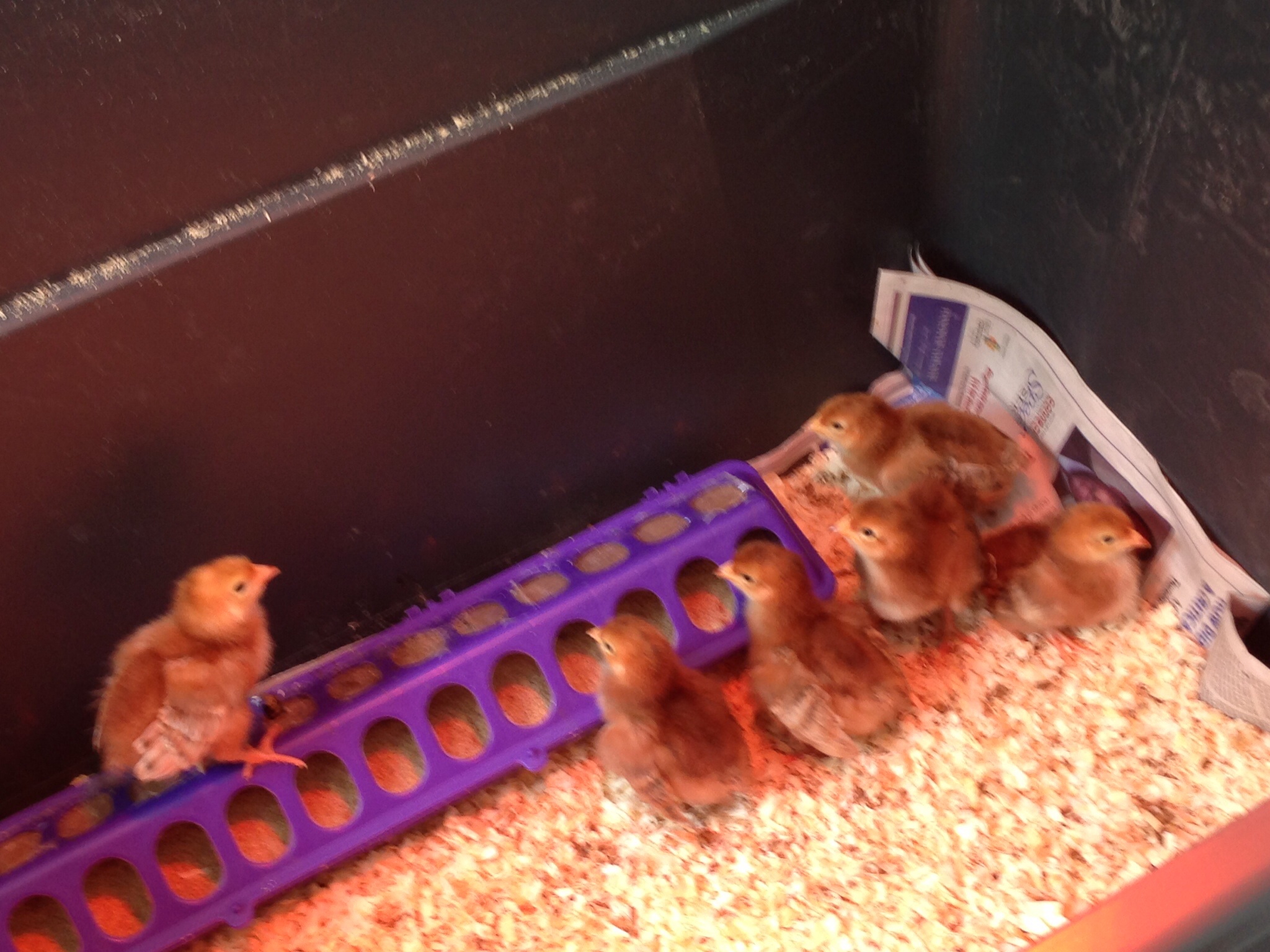 The queen and her court.