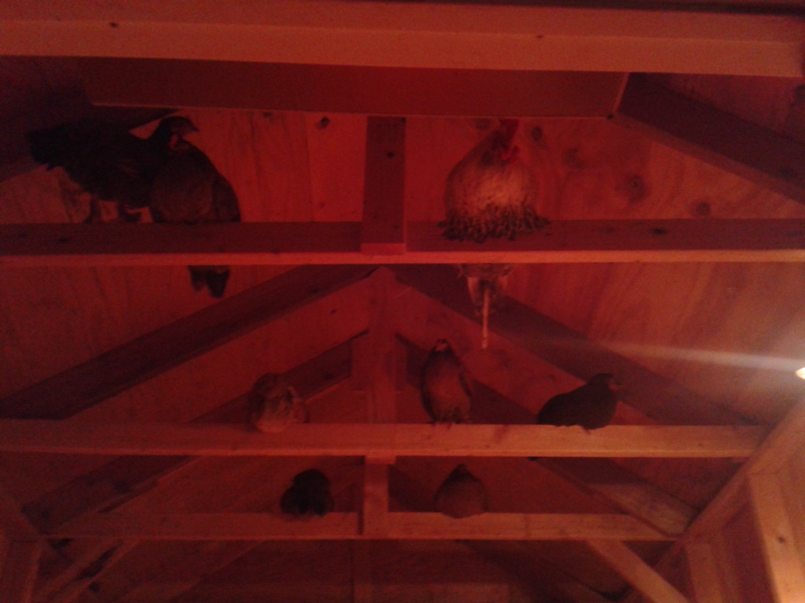 The rafters of of egg-layer coop.