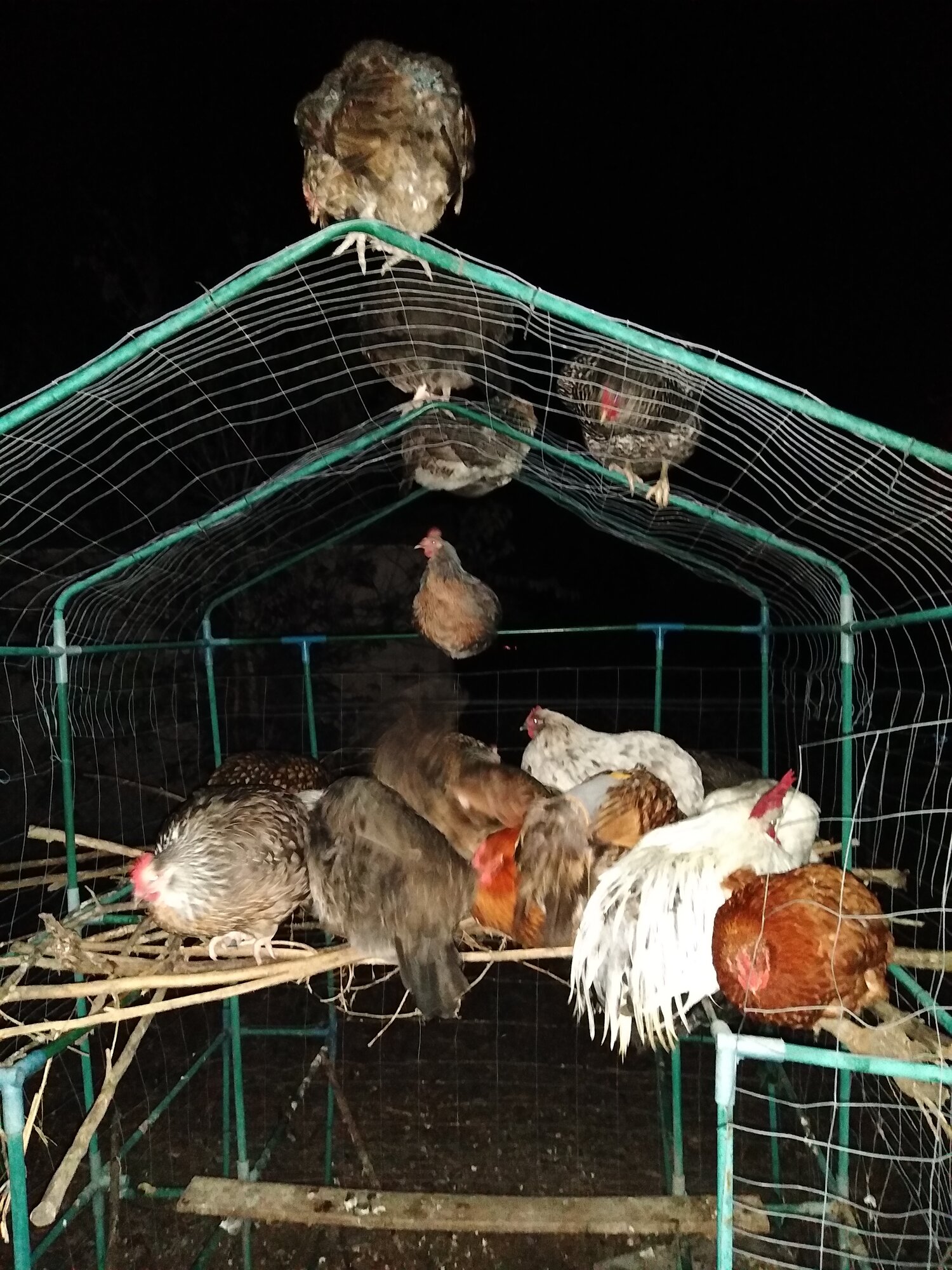 The ramshackle roost