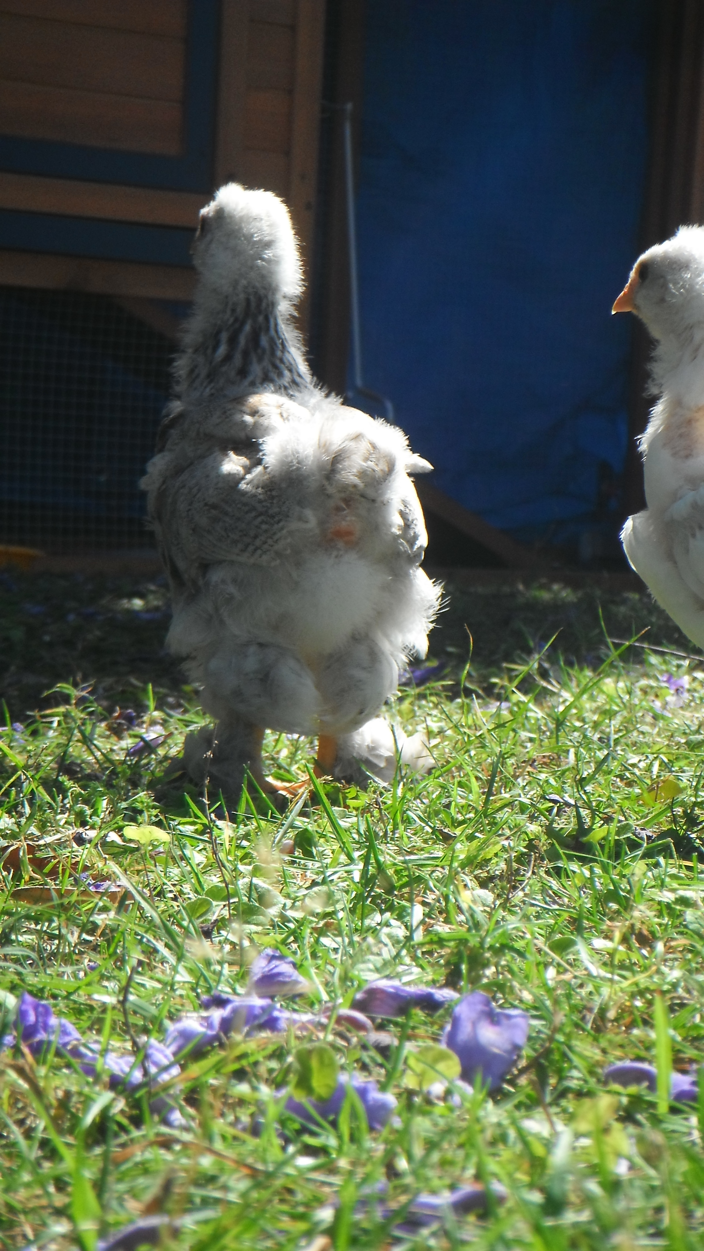 the rear hind of Dotty.