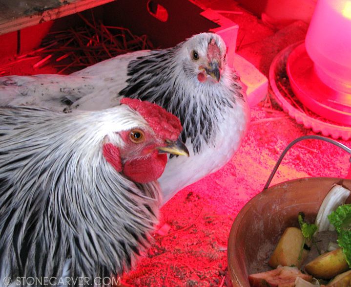 The Red Light District.
The heat lamp keeps the water from freezing.