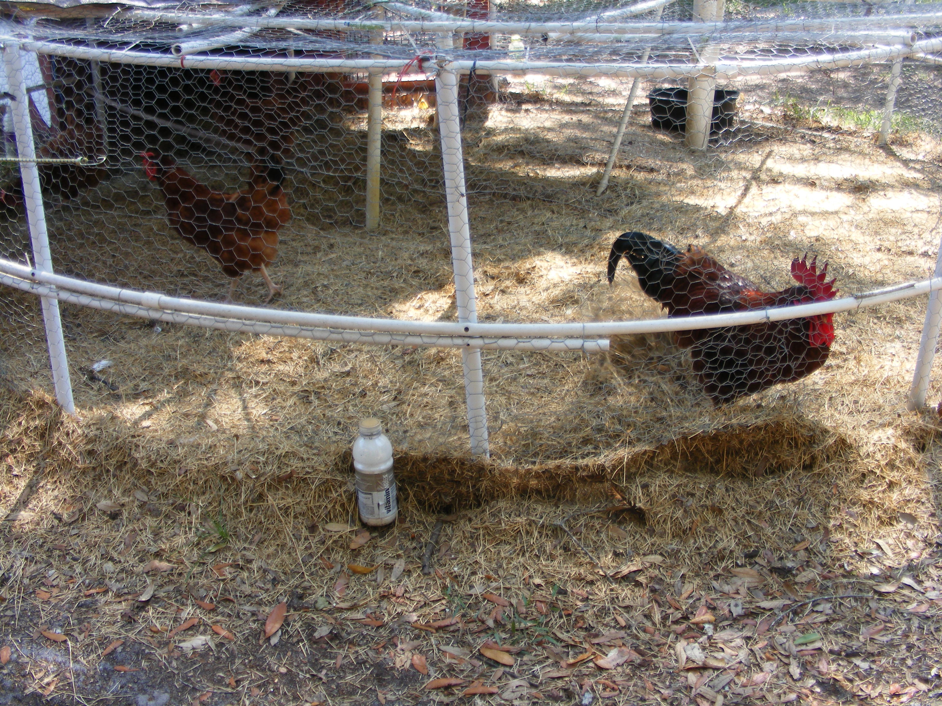 The reds yard and our rooster who seems to have an issue with me even though I feed him.