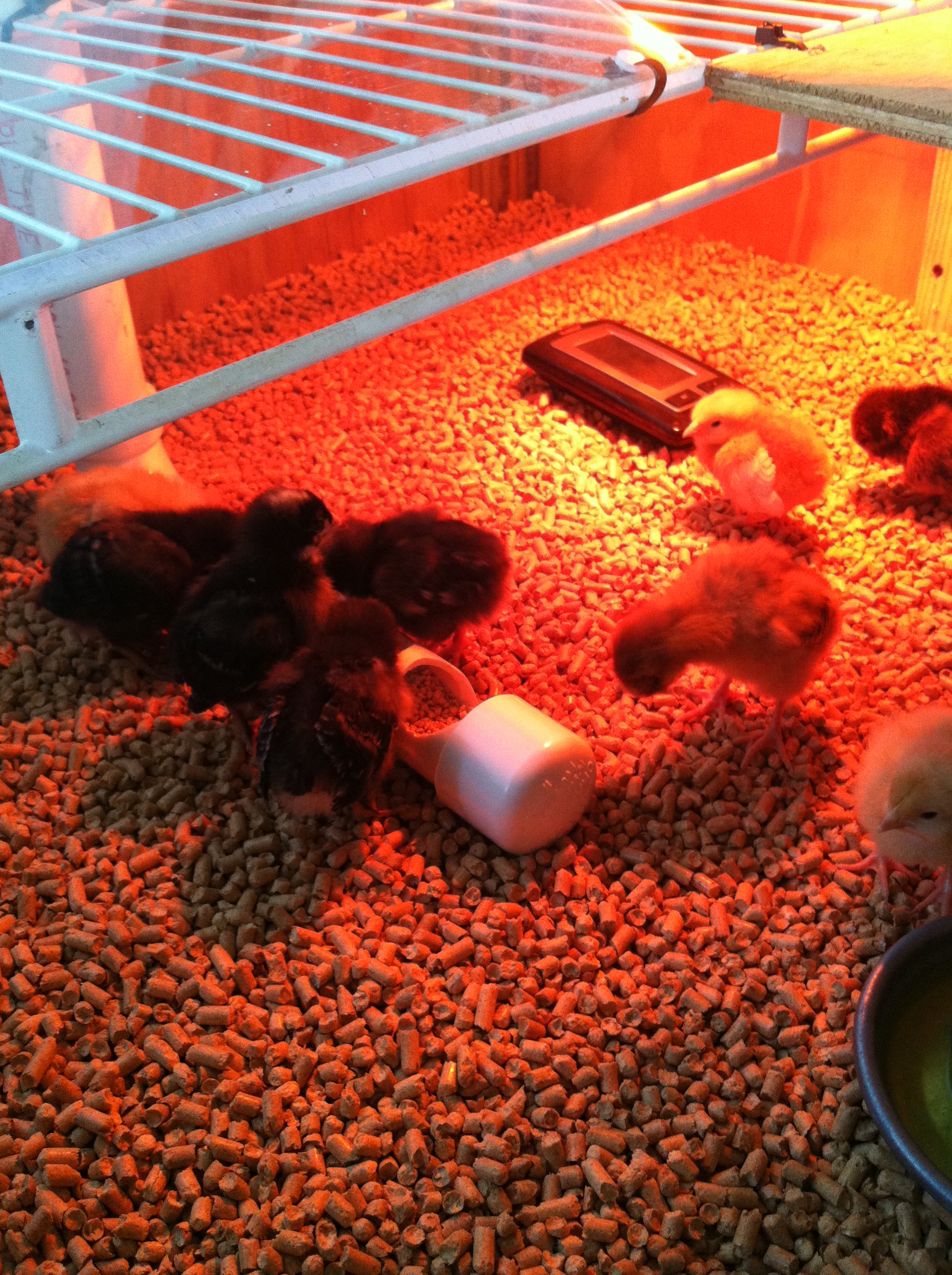 The rest of the chicks at about 1 week old.  I bought them from The Poultry House in Franklin, TN.  You can find them on Facebook.  I bought 2 gold Sex Links, 4 Dominiques, 1 Ameraucanas and 1 Welsummer.  I only plan to keep 5 total.