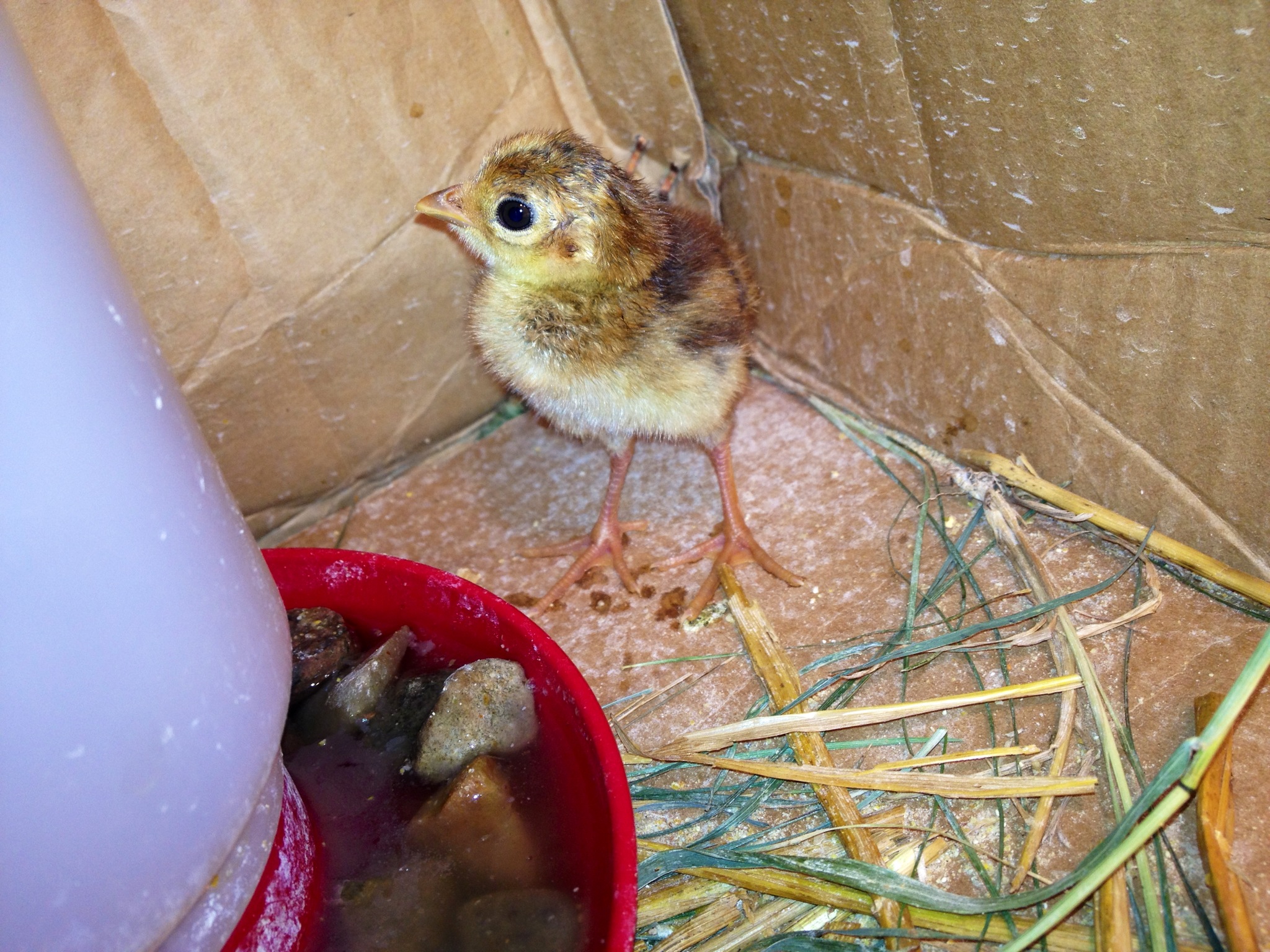 The RG Pheasant that I hatched