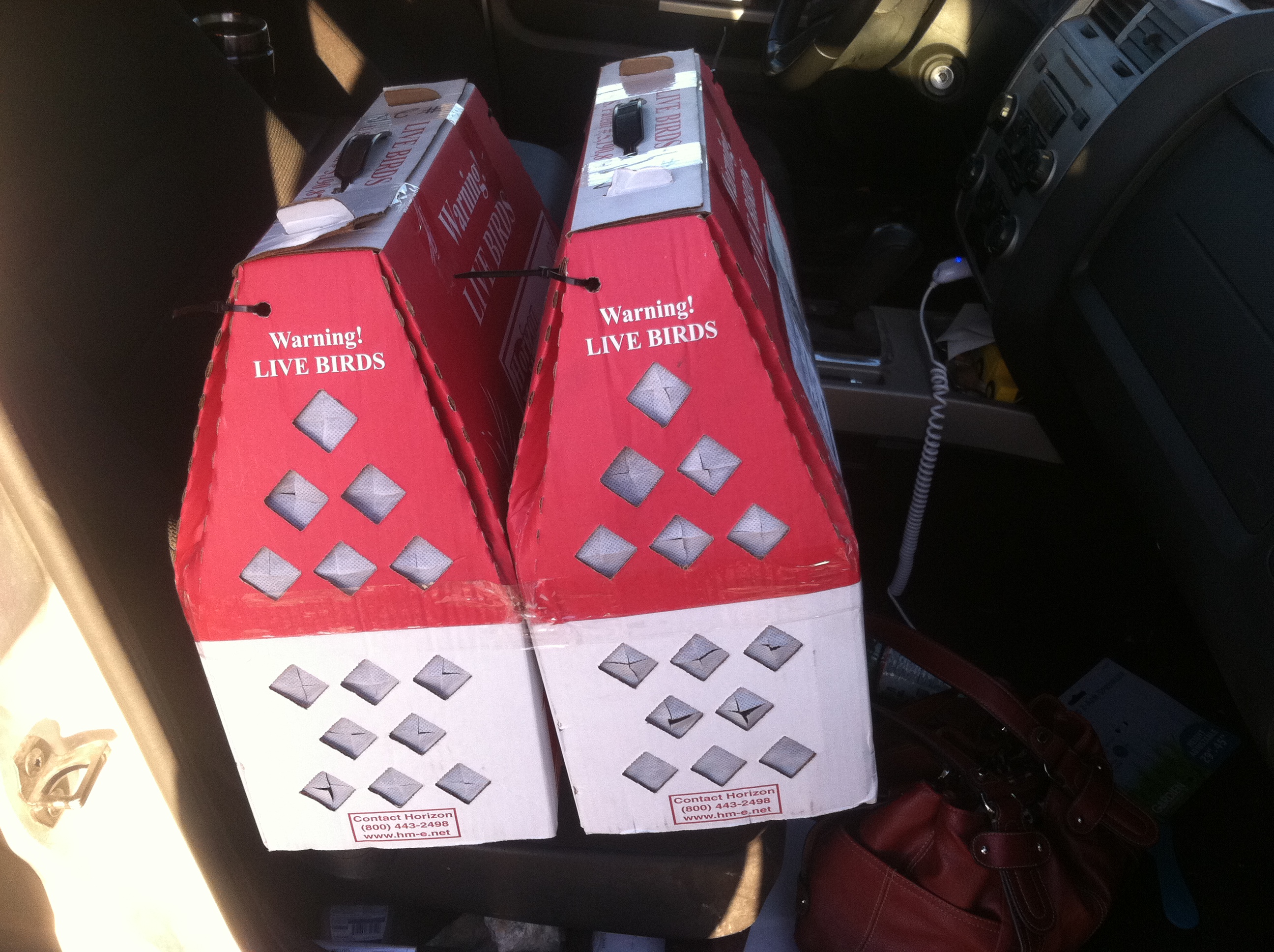 The ride home from the post office!