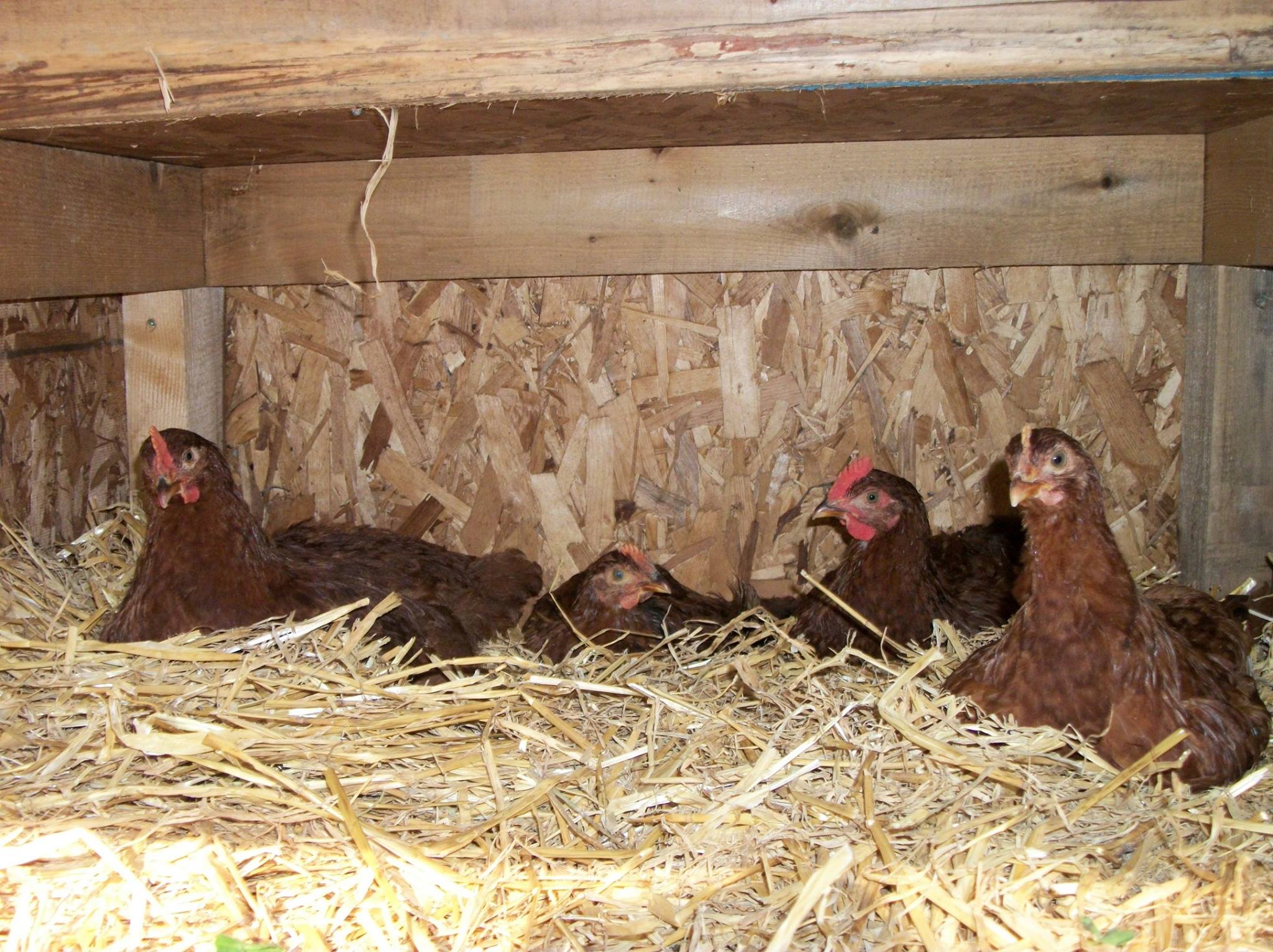 The RIR Leghorn roosters.