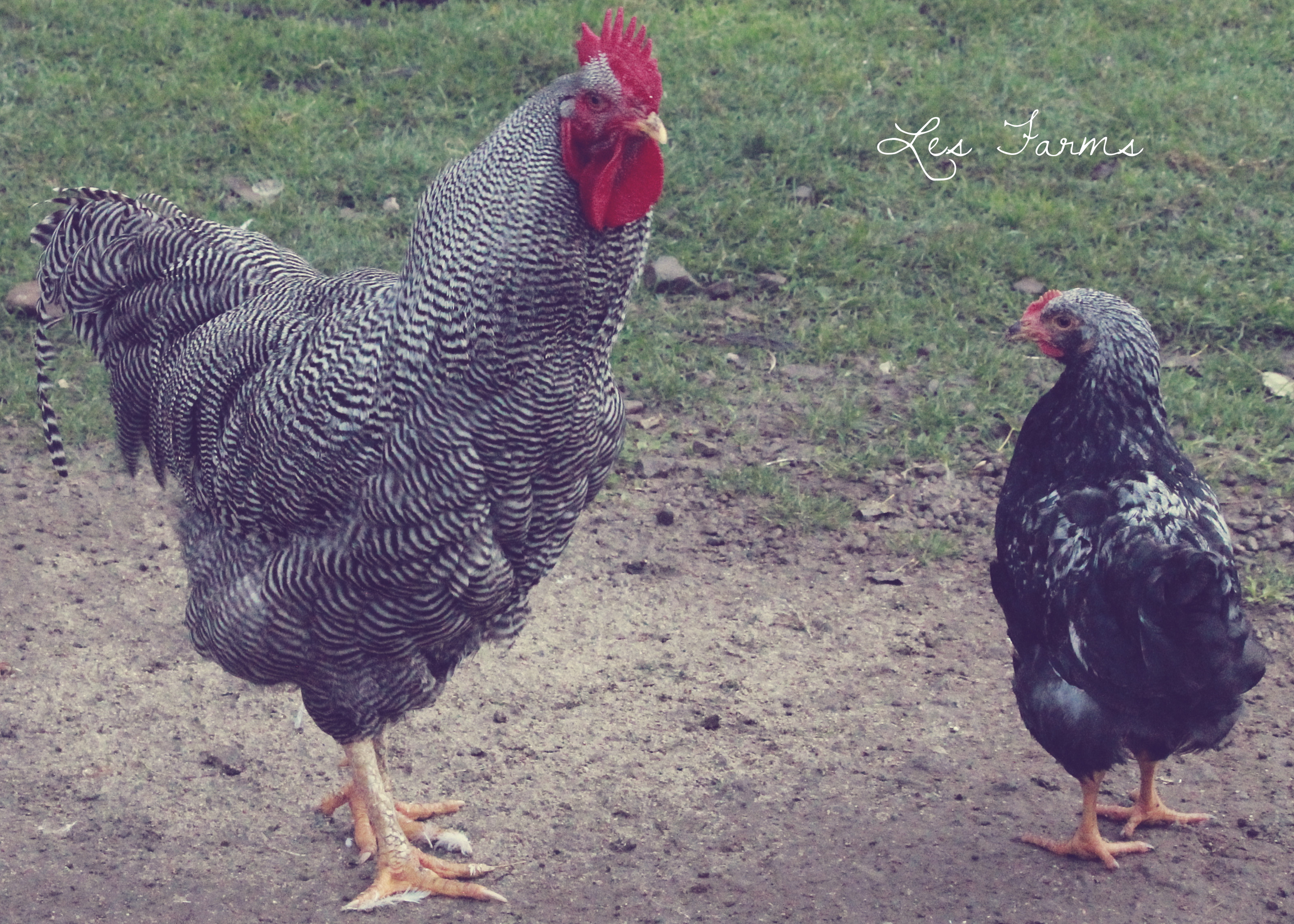 The Rocks - Barred on left, Pencilled on Right