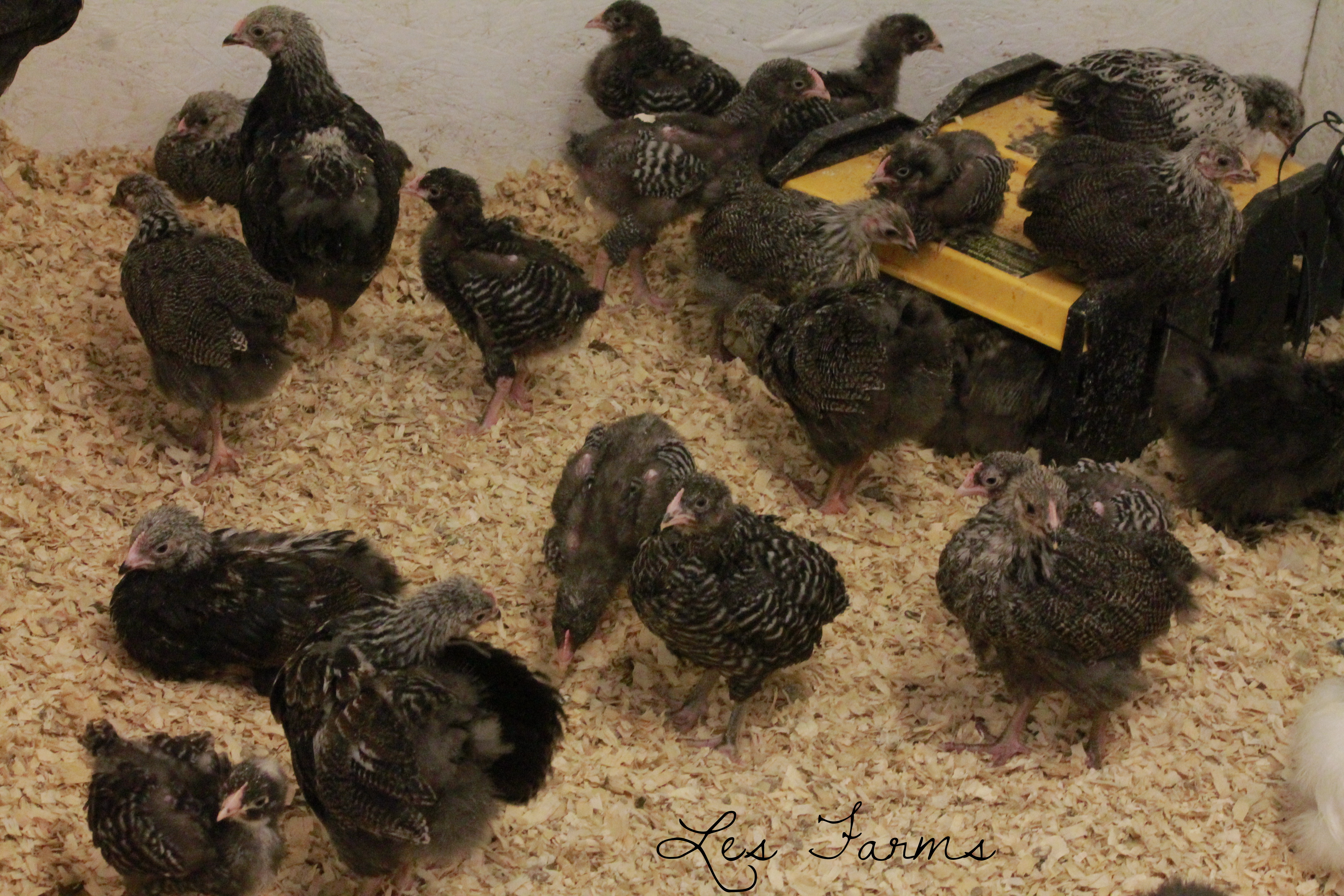 The Rocks! Silver Pencilled & Barred