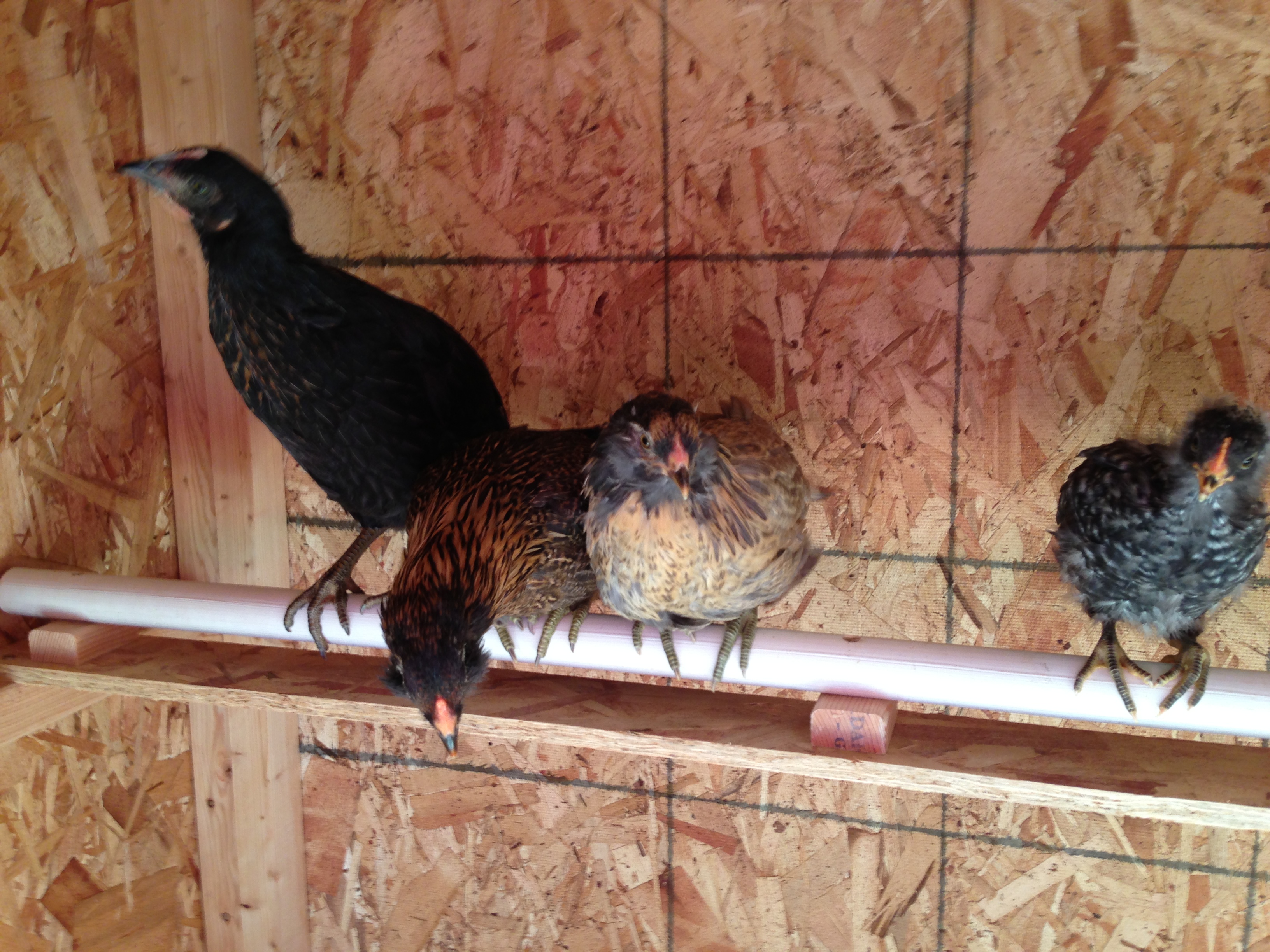 the roost is installed!