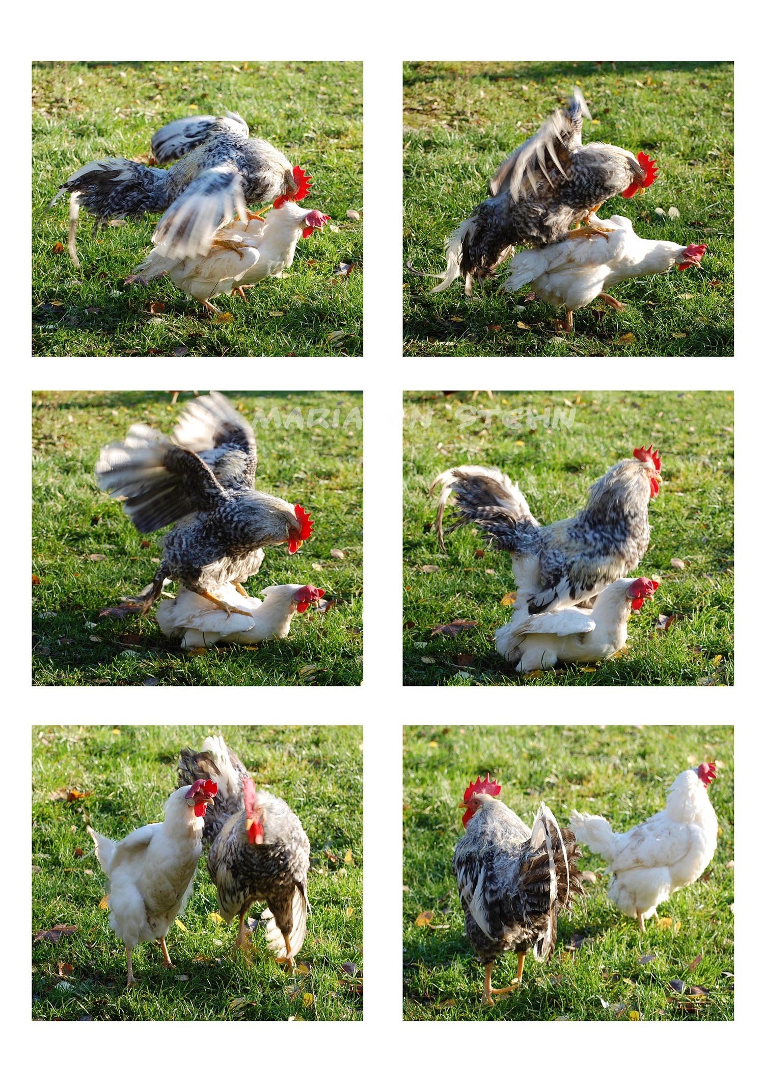 The rooster dance
(On the pictures Alfred and Bettan)