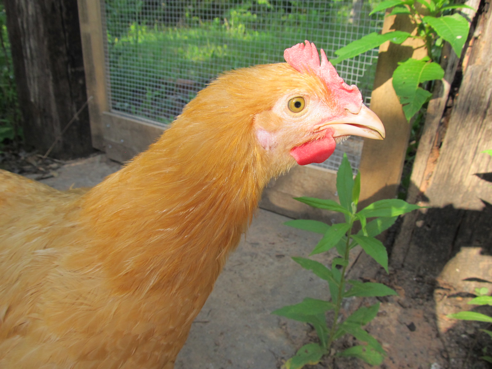 The Rooster Formerly Known As Dorothy. I am smitten.