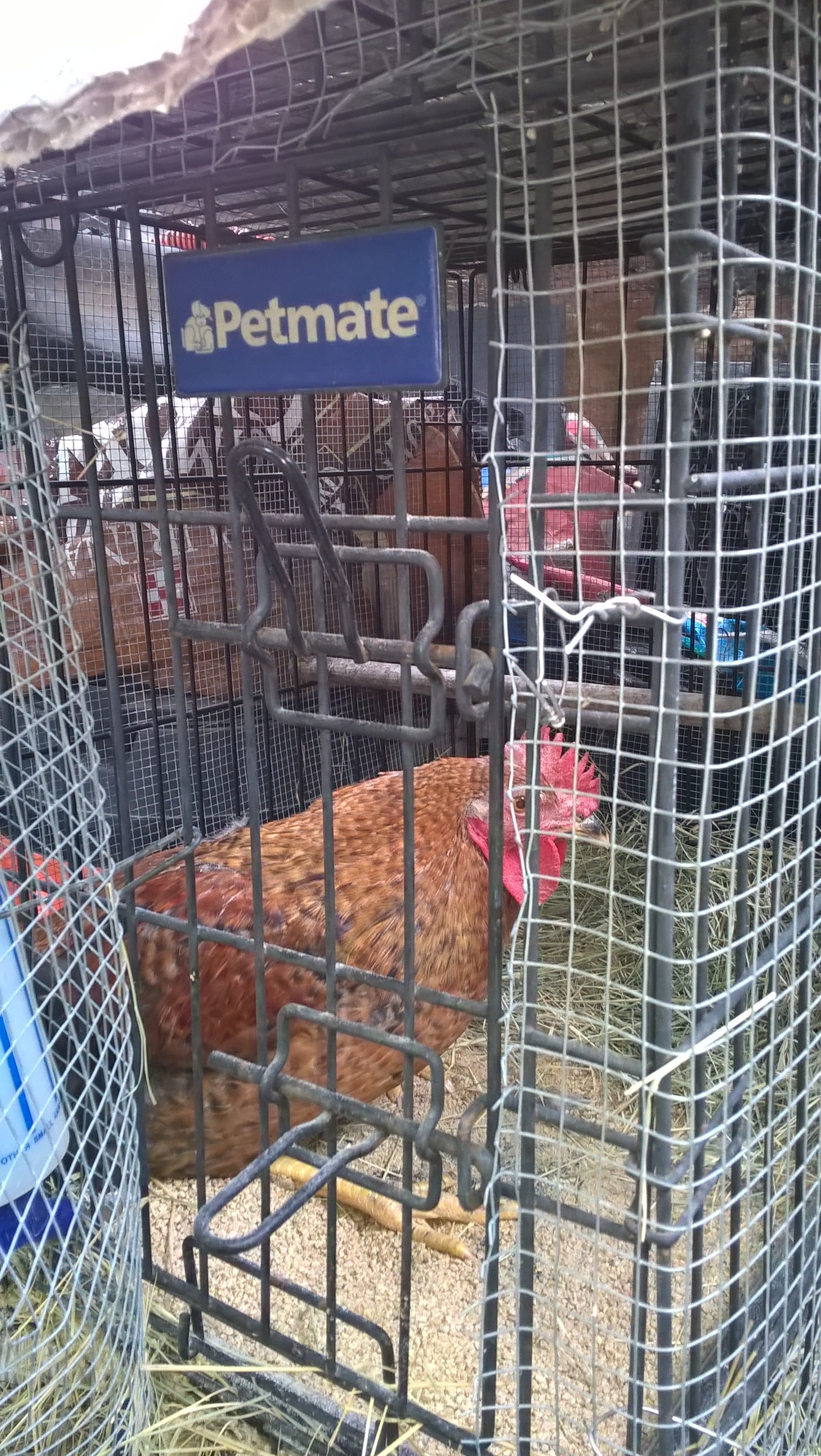 the rooster I thought had Mareks. I now think he just had some malnutrition and a fall.  Getting better