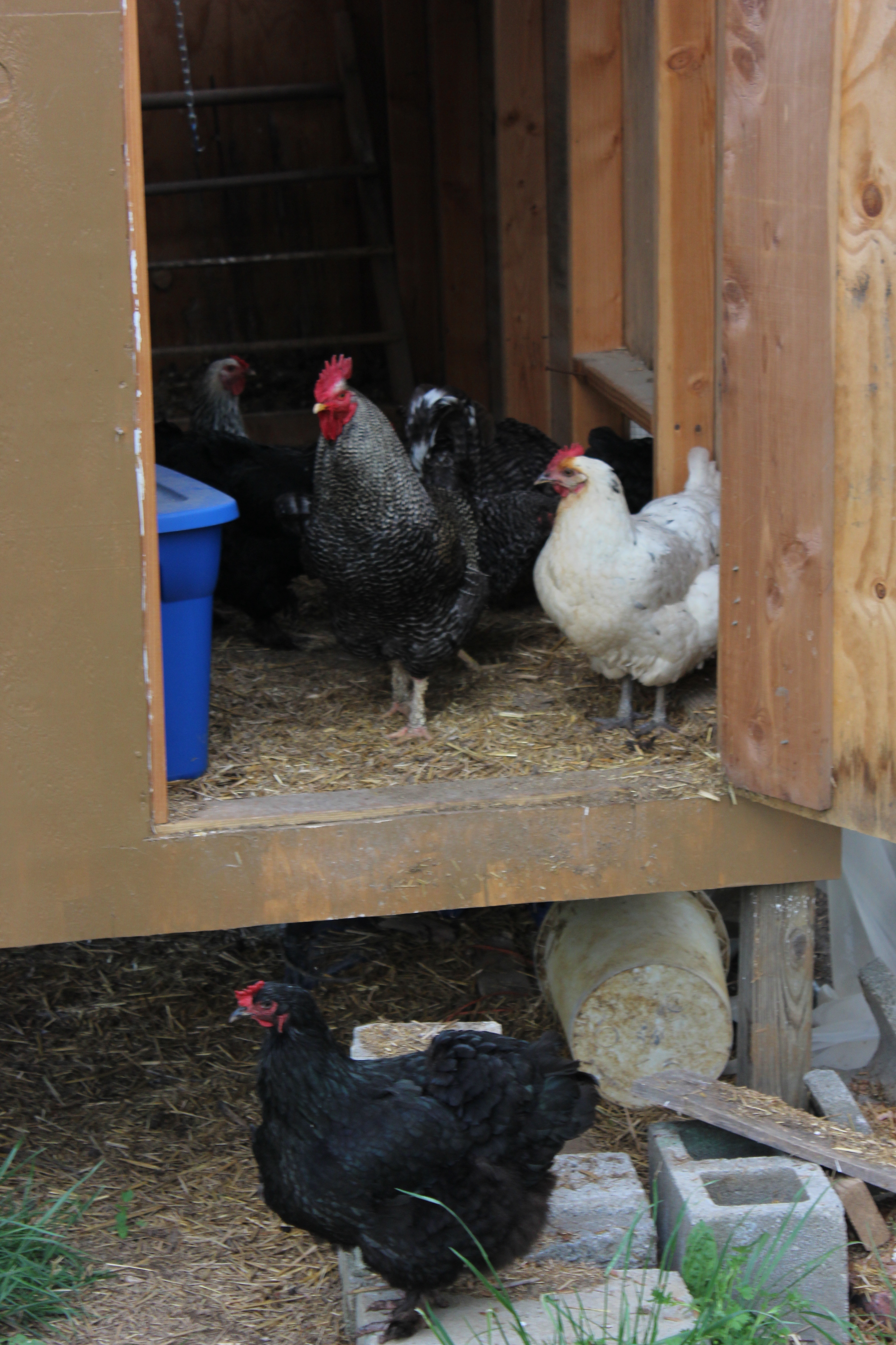 The rooster is Streak because he is fast and hard to catch.