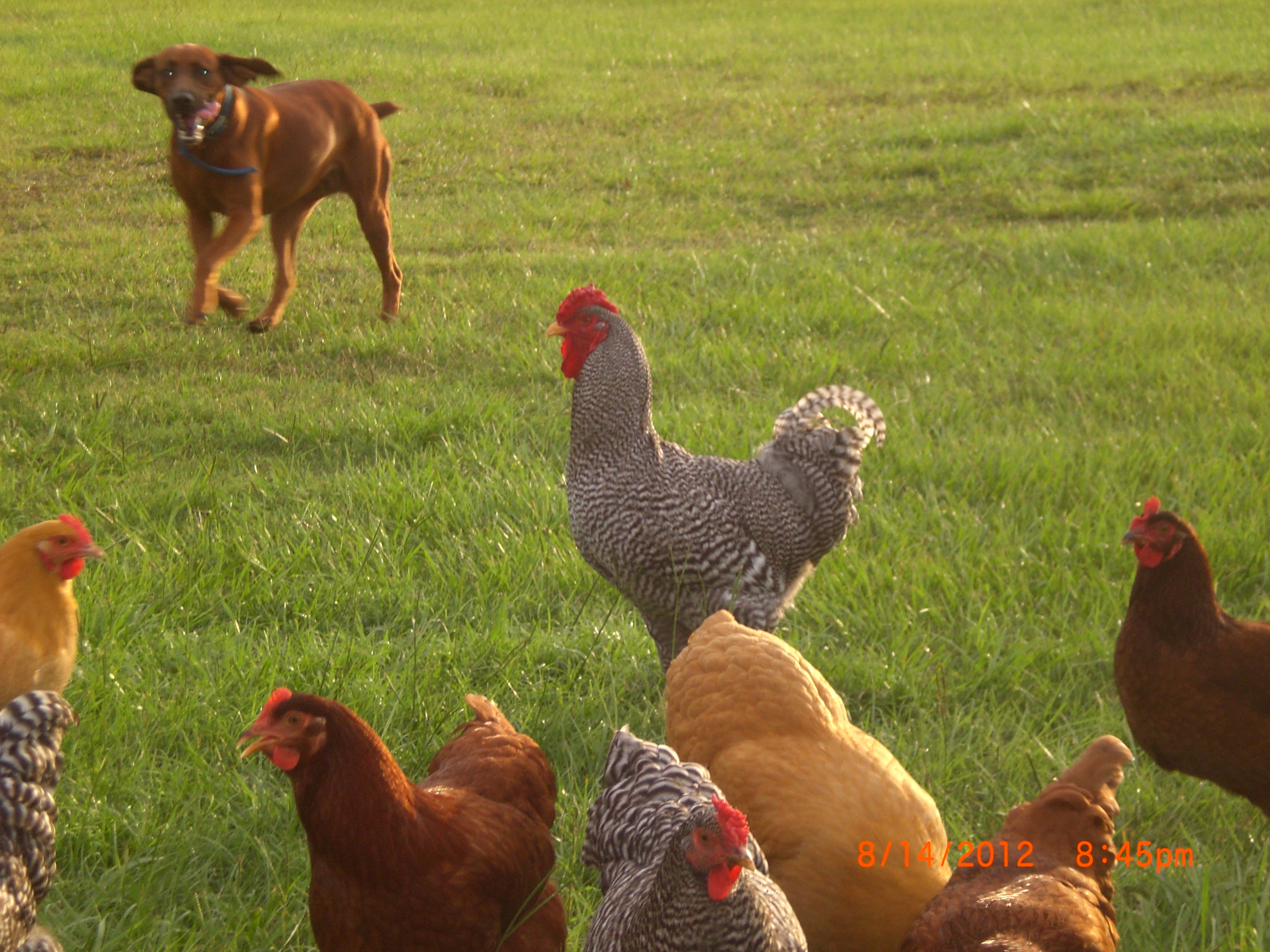 The rooster letting the dog know she is to close to his girls. Great job Mr. Rooster,your the man. They are 6 months old. Rhode island reds, Dominique,Buff orpingtons