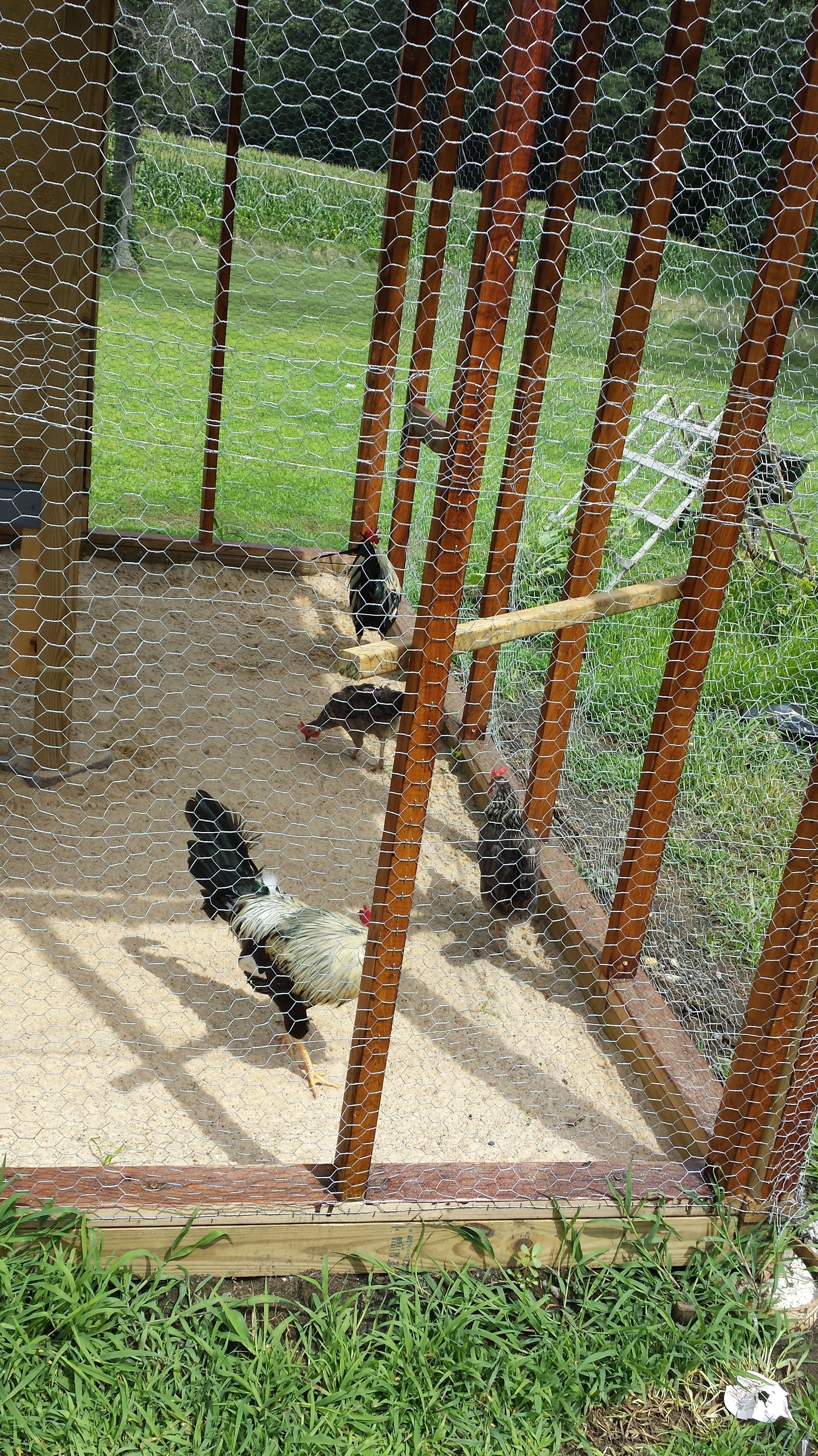 The roosters really enjoy the roost here.