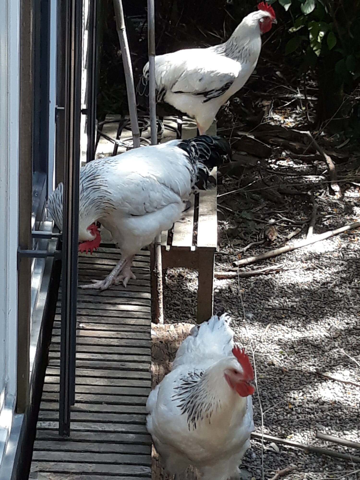 The Roosters