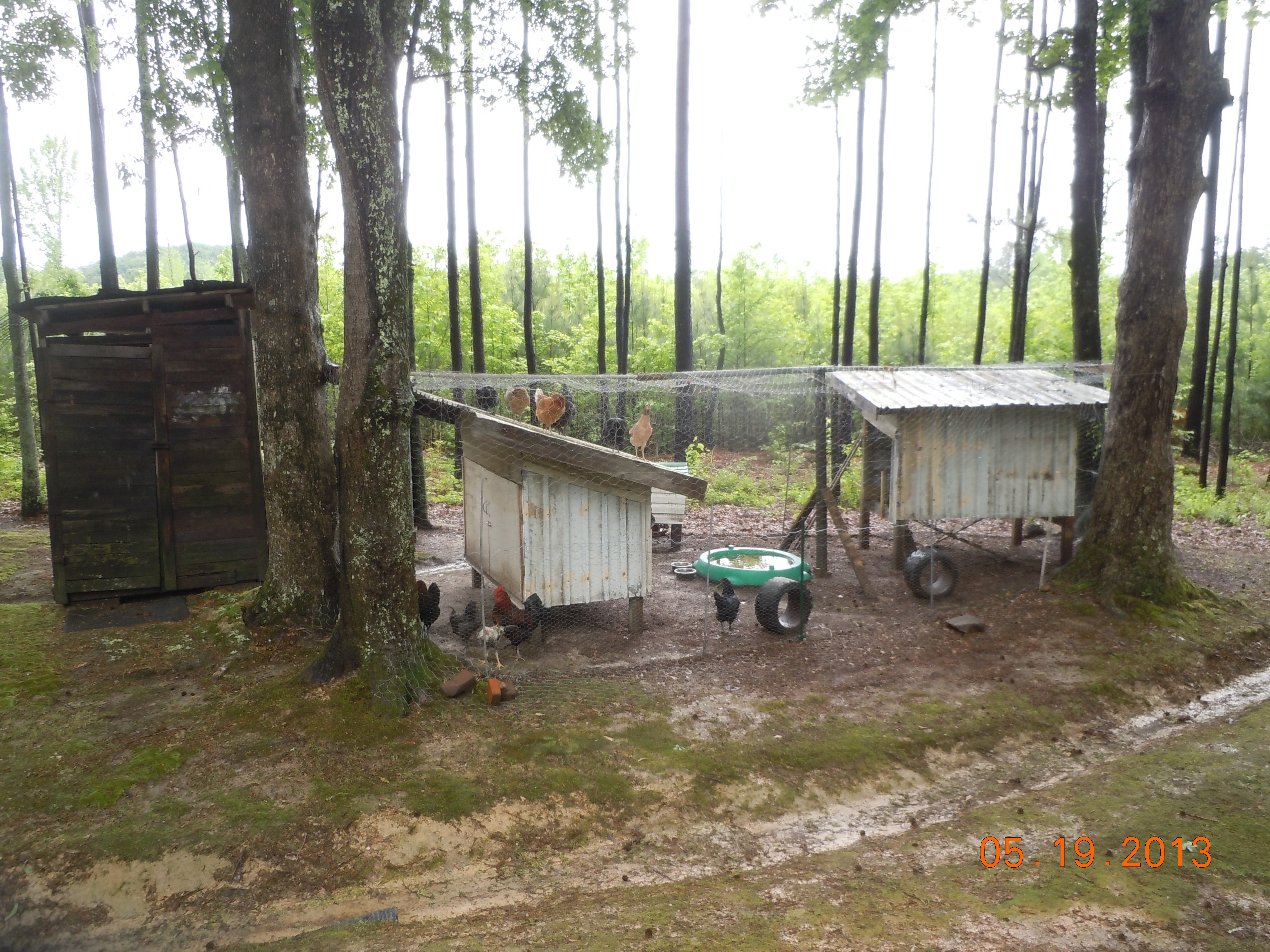 The run - Hen house is on the left; roost house is on the right