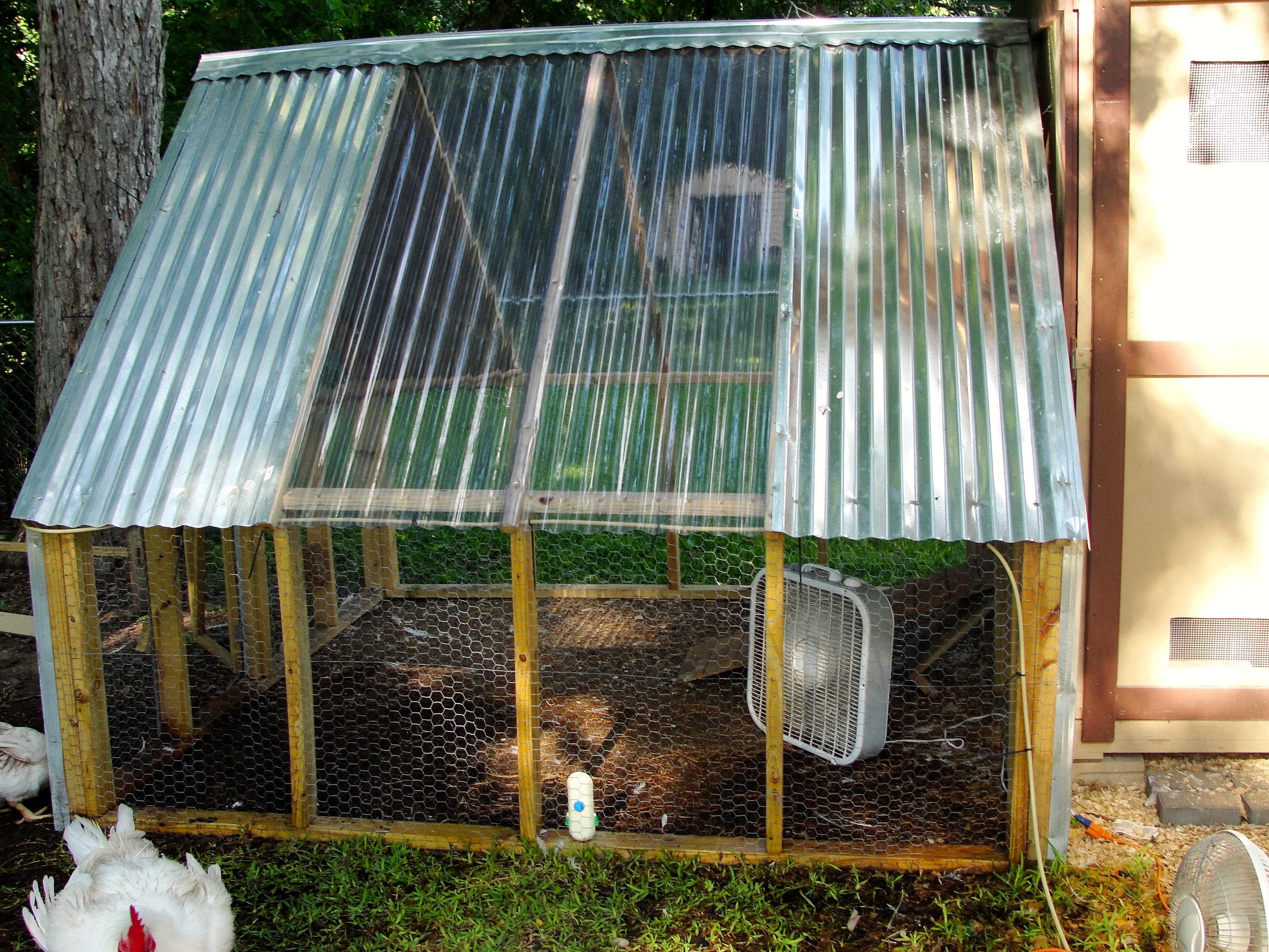the run/pen with clear roofing for adequate sun (we built this before the chicks were bigger (duh) so we weren't sure if we they would be free range, but they are now.)
and yes, that is a fan..they have 2 fans along with misters (why the ground is wet), a lunch bag ice pack in the water, and save-a-chick regularly..SPOILED!!