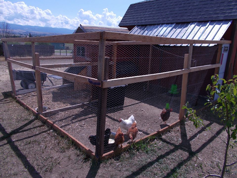 The run was initially just one big run, but we did have to separate the rooster.  We can use that section later as the "introduction" section when we decide to add to the flock.  You can also see that we added corrugated metal over a section of the run - it is over where we enter the run and goes to the coop itself.  We used 1x1 pieces of wood, screwed them just under our barn roof and then onto the cross piece of the run.  We then used roofing screws to secure the metal.  This provides some protection from the rain and (we hope) the snow so that we can get to the coop without having to shovel a path.