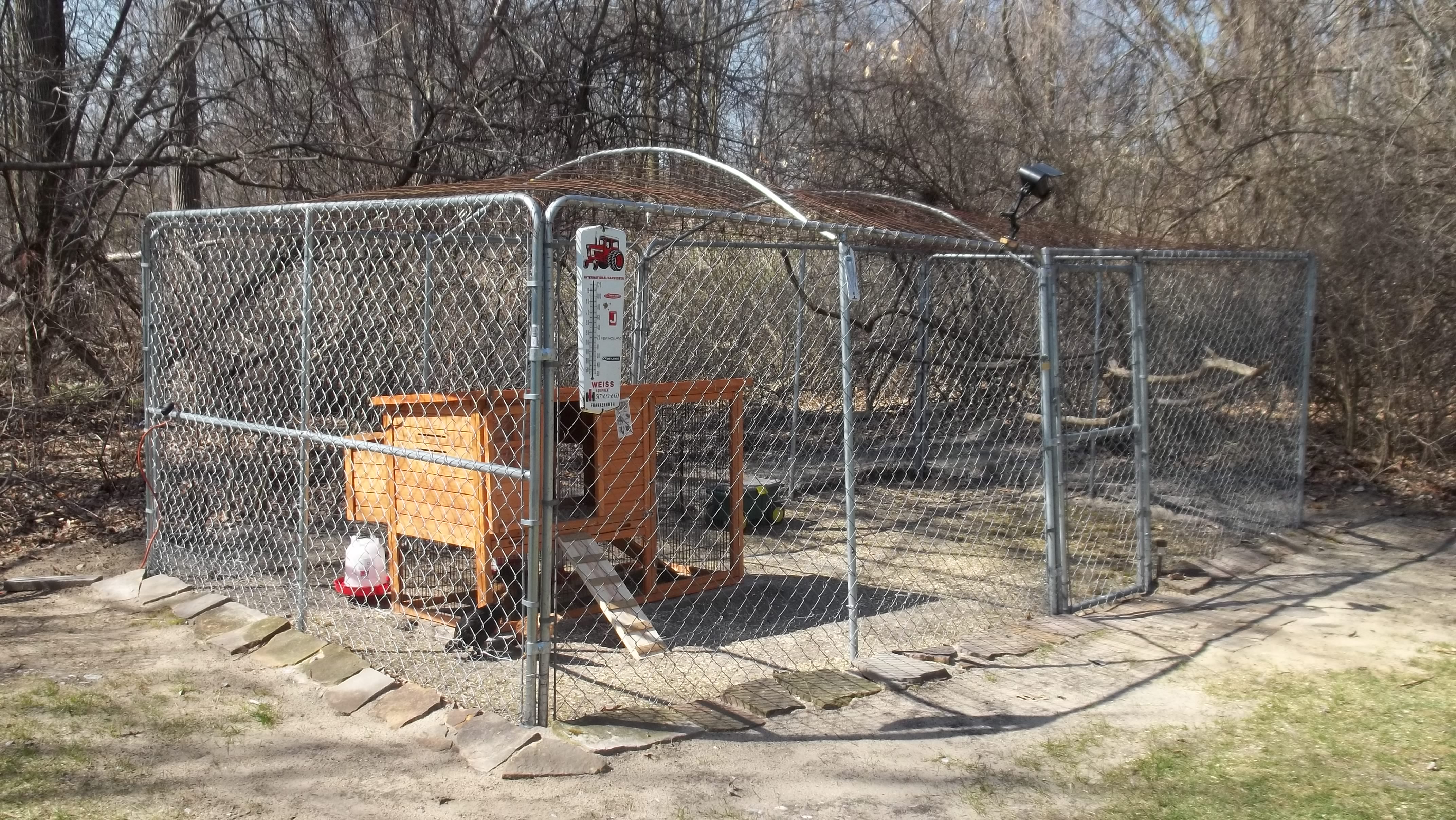 The run with the little coop. I think I will close in the small run area that is part of the coop, which will give additional coop area.