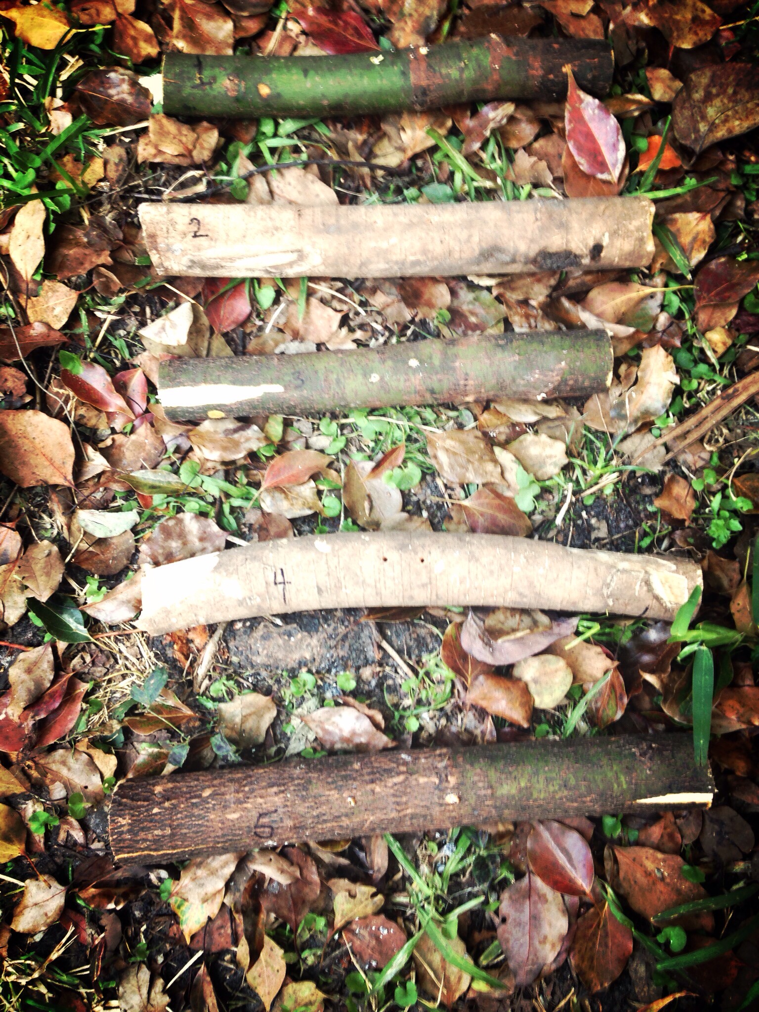 The rungs for my chicken ladder.