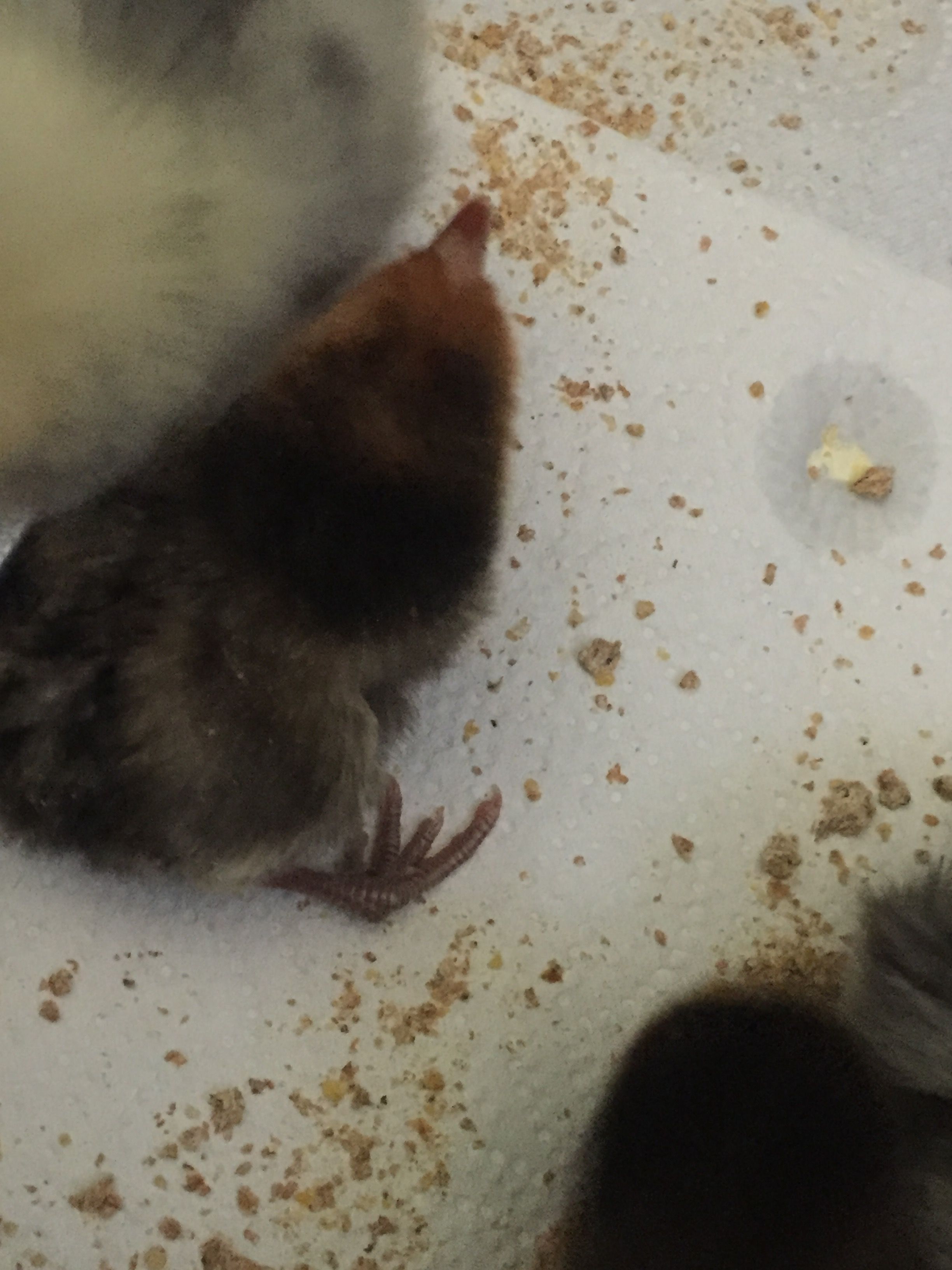 The runt with a messed up foot