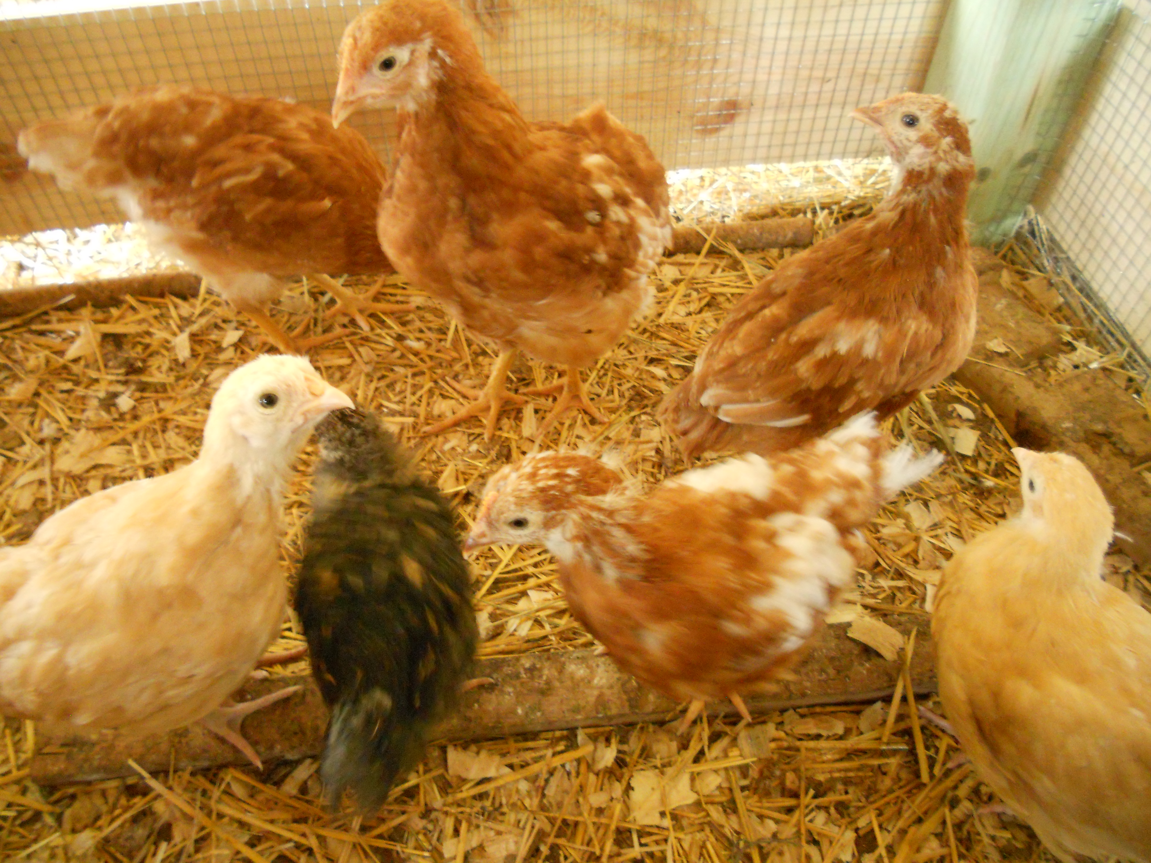 the same chicks a few weeks older
