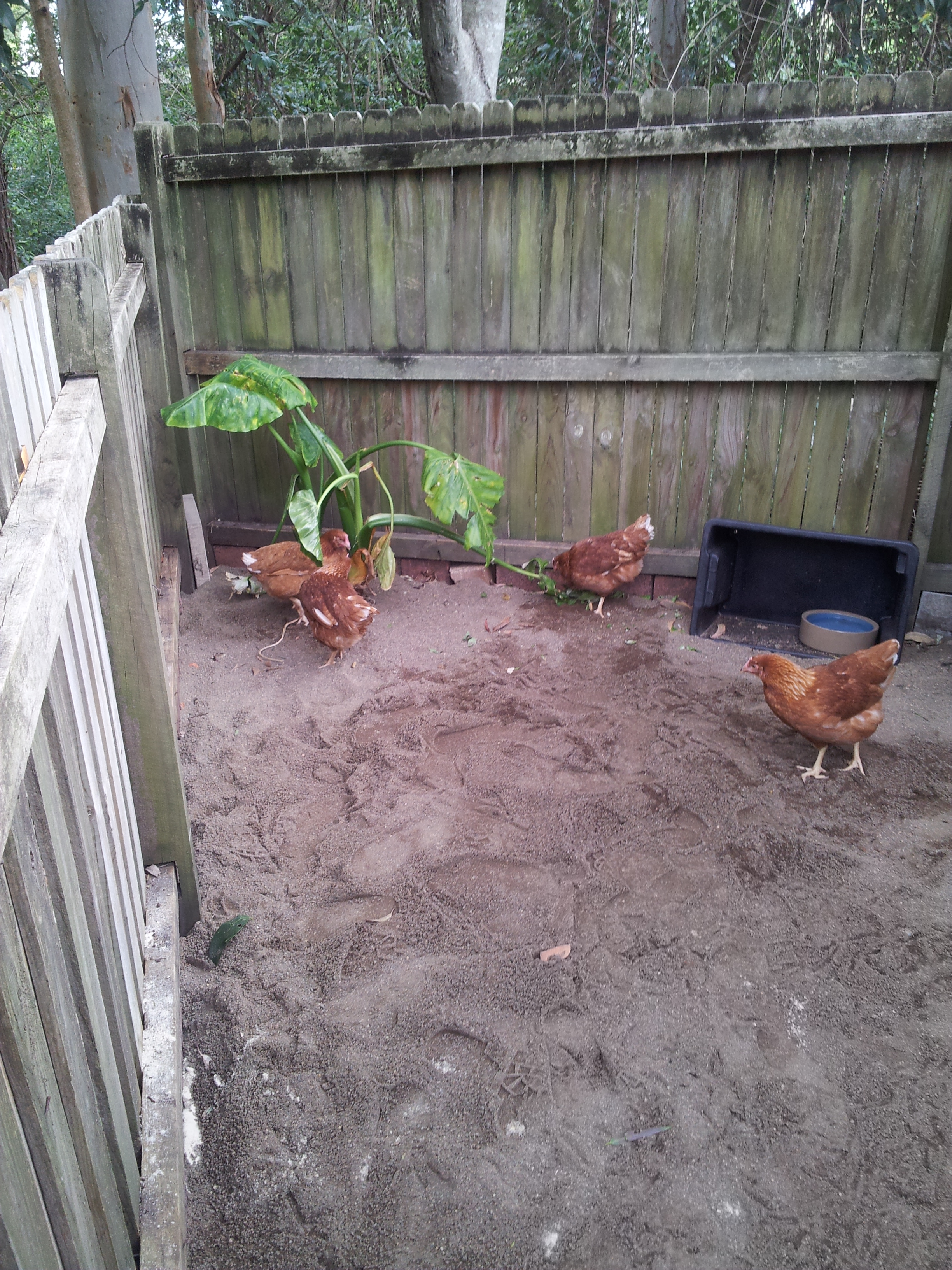 The sand is now across all of the pen but still not deep enough for my liking. i need to pickup some more.