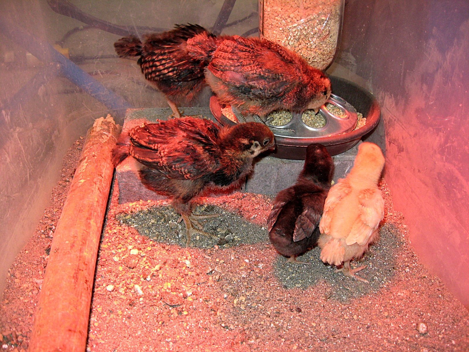 The second batch of chicks