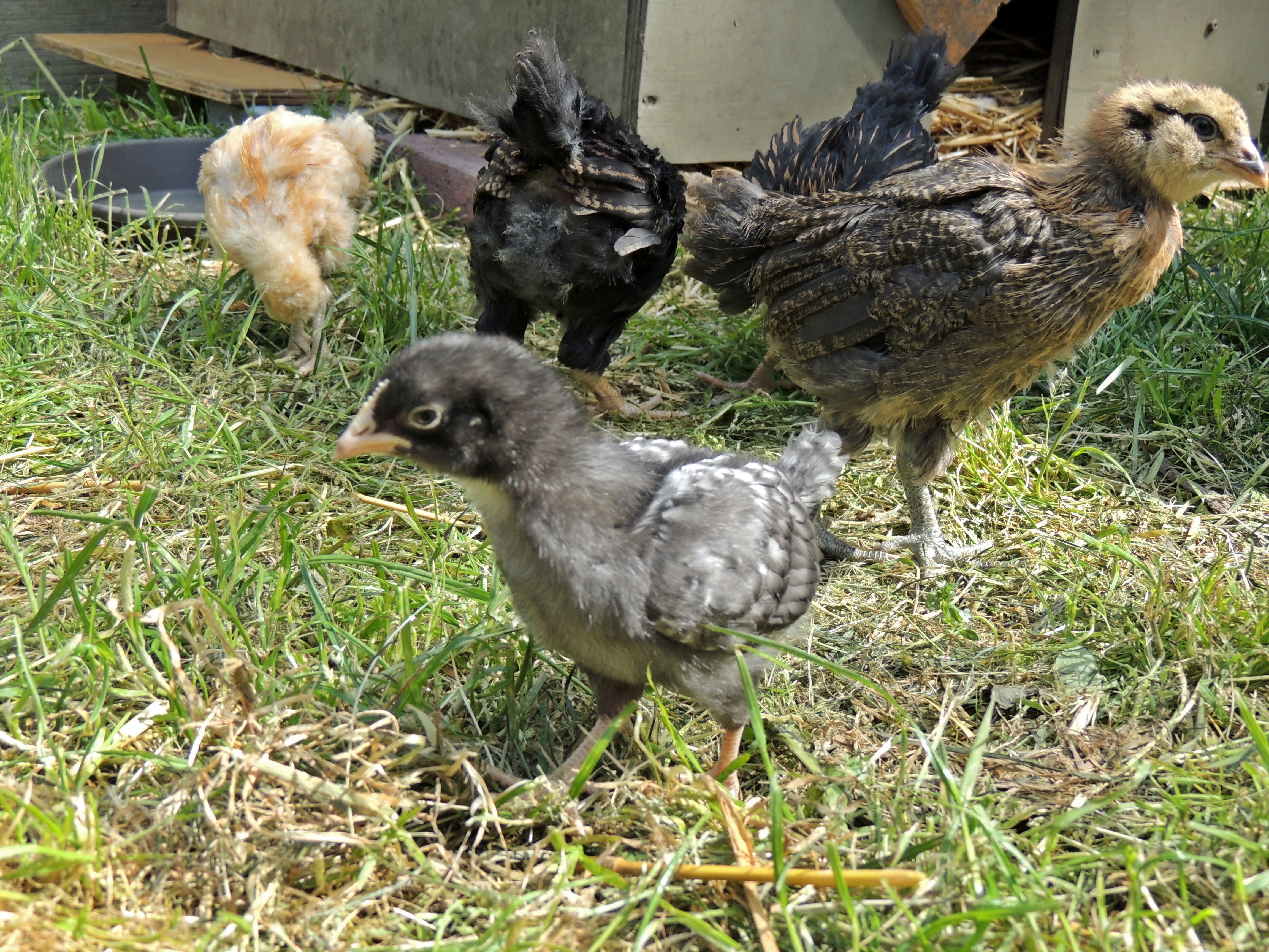 The second flock- Smokey, Cleo, Wilma, Winifred, and Buffy