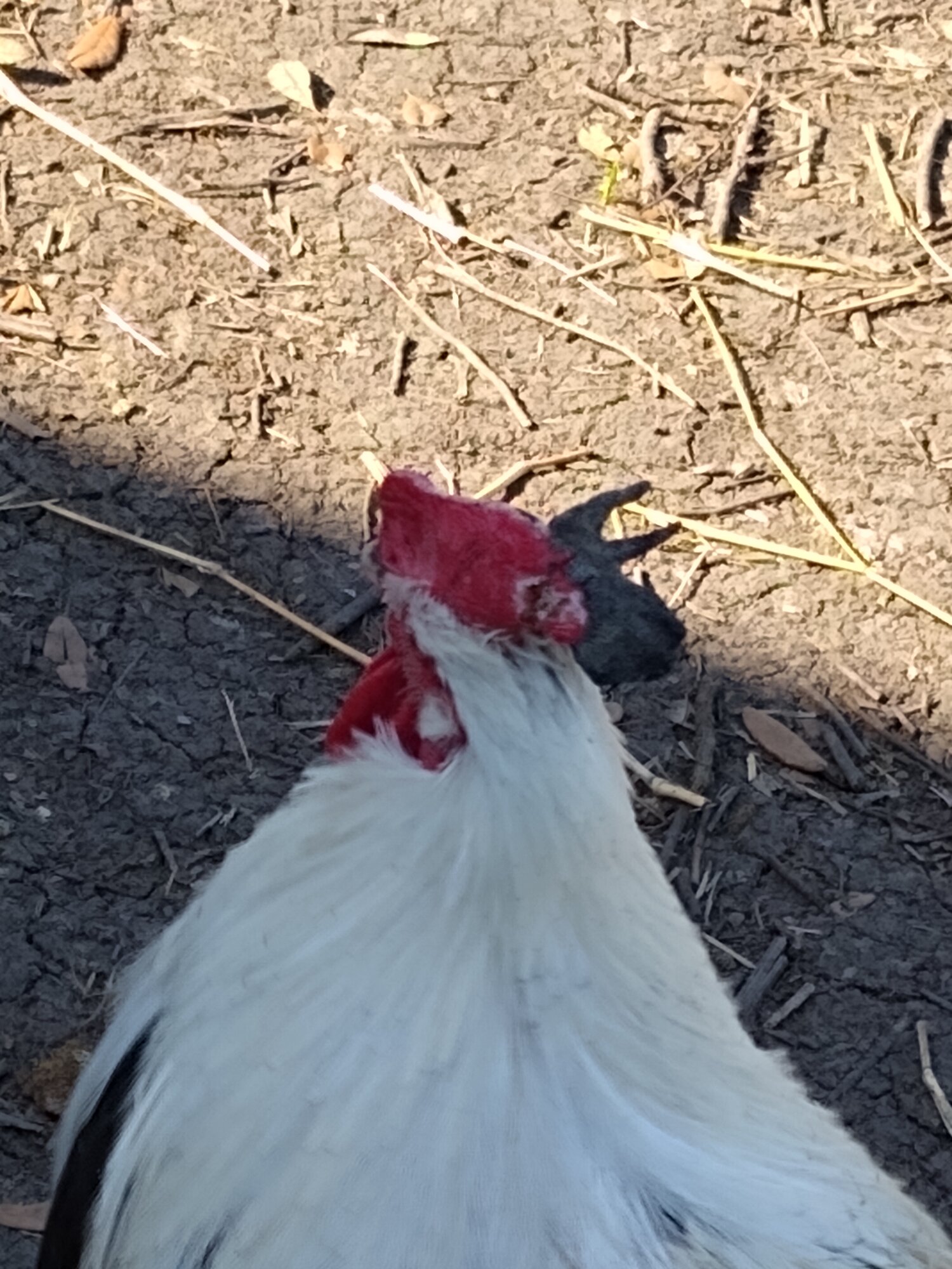 The second large bit of Frostbite on a rooster