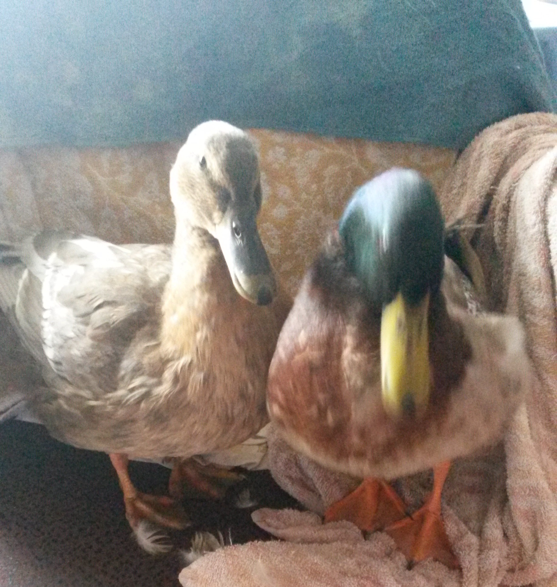 The short story of the "FROZEN DUCKS".
   Meet April and Andy ...One day in Indiana it was very cold.So cold that water would freeze in 10 minutes .Well all the ducks just love to party.The City Chicks sent an invitation to drop by their coop.They was hanging out inside today.They had noodles and warm water.That Mom the maid had brought to them.So the duck gang went next door to visit and hang out with all their friends.Scarlet the hen liked to play jokes on the ducks.So she told them to check out the new hot tub. Mom the maid had brought them out from the house.....Now April and Andy were new to the duck gang.And they didnt know Scarlet would play a joke on them.So all the duck gang played and splashed and had a blast.Then it was April and Andys turn.By then it was getting late and the night was coming.After Andy got out April wanted to play some more.But she didnt know if the temperature got colder the water would turn to ice.So while she was just sitting in the water relaxing ...OH NO !!! IT FROZE !! All the duck gang was yelling at April"Get Out Get Out"But she couldnt she was stuck in the pan.The water had turned to ice.And she couldn't get out.But Mom the maid heard them screaming at April.She was running to see what happened.When she saw April stuck in the pan.She grabbed the pan and got April out.Wrapped the frozen April in her coat.And ran to the house.She was hollering at Daddy the banker to get her some towels.They wrapped her in the towels and blowed hot air on her.April knew Mommy the maid  and Daddy the banker would save her.She felt the ice melting off her feathers.And started feeling warm again.Mommy the maid was so happy that she found her.And she knew she was going to be okay.Sissy the sitter brought Andy in to see her.He was scared when he couldn't find her.But he knew Mommy the maid would make it all better.So after April got warm.And It was time for bed.Mommy the maid took them back home for bed.After she tucked them in their nice warm bed.She dropped by the City Chicks coop to talk to Scarlet.Mommy the maid told her....If she ever did that again she would make her sleep outside.And Scarlet was so sorry that she played a trick on April.She promised she would never do that again.....The End