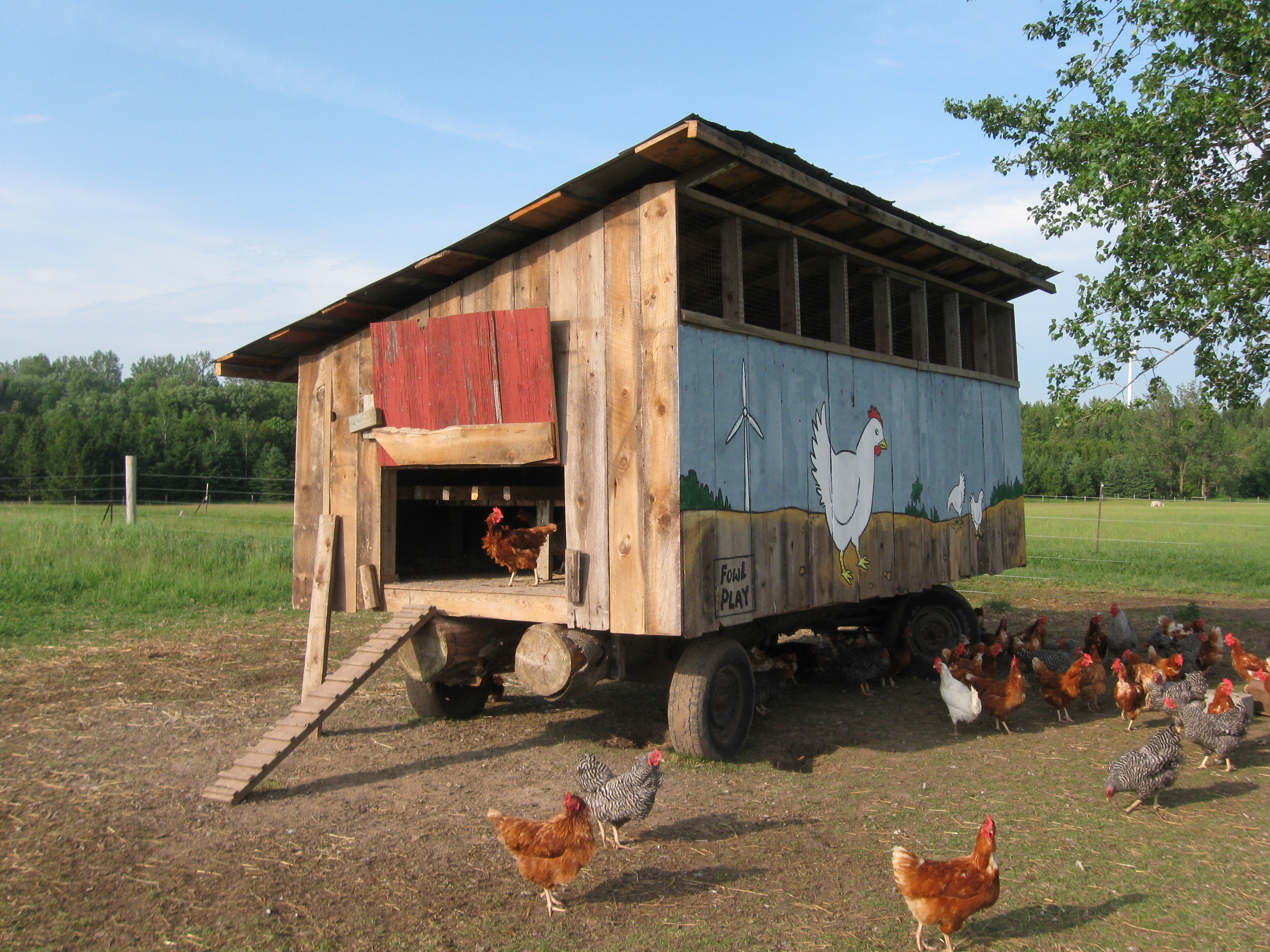 The side of the coop with the door open and latched so the can go in and out as they please. The coop is made of old barn boards so the backs are red.