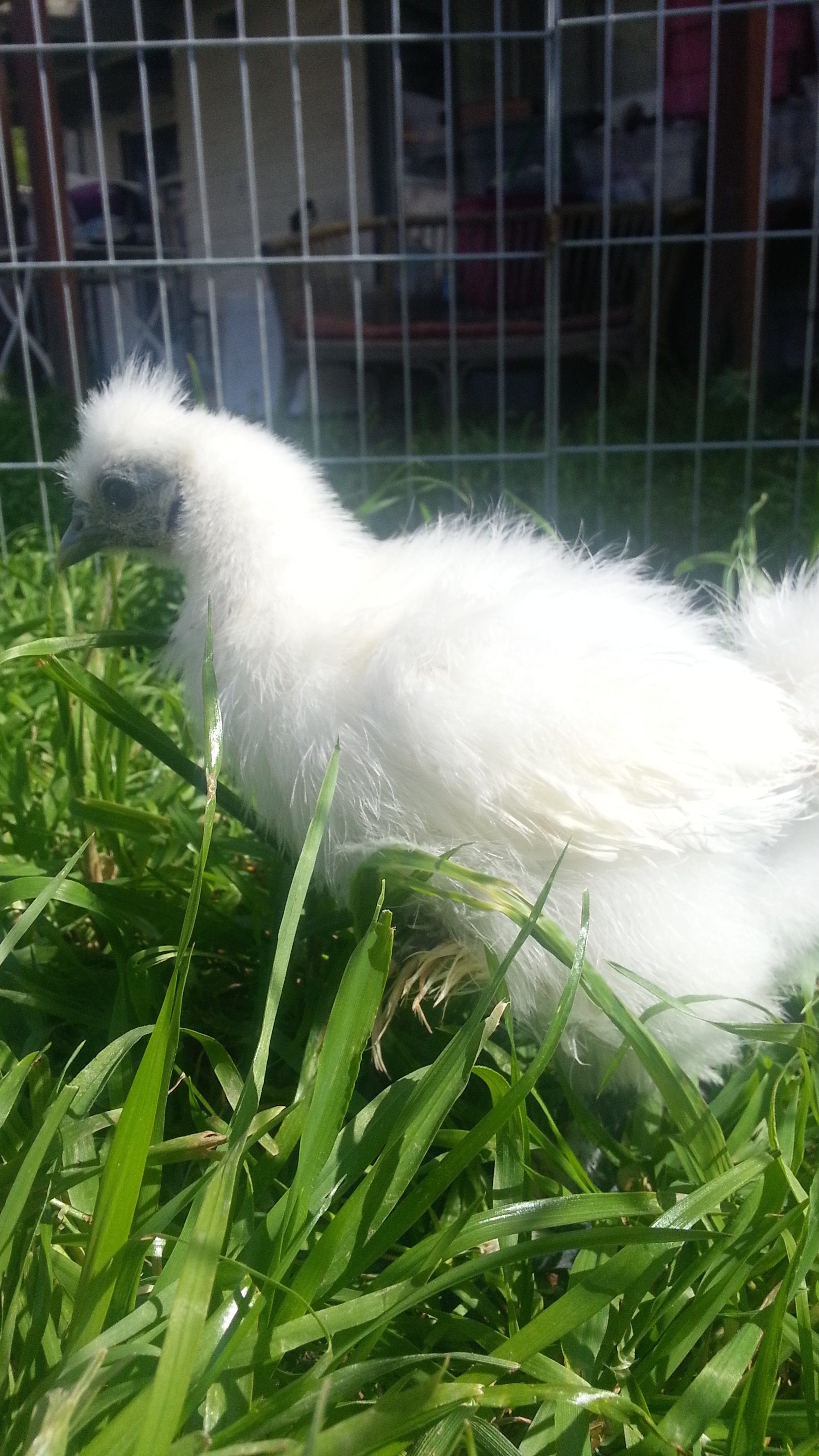 The silkie does NOT like to hold still. Hopefully she is Snowball