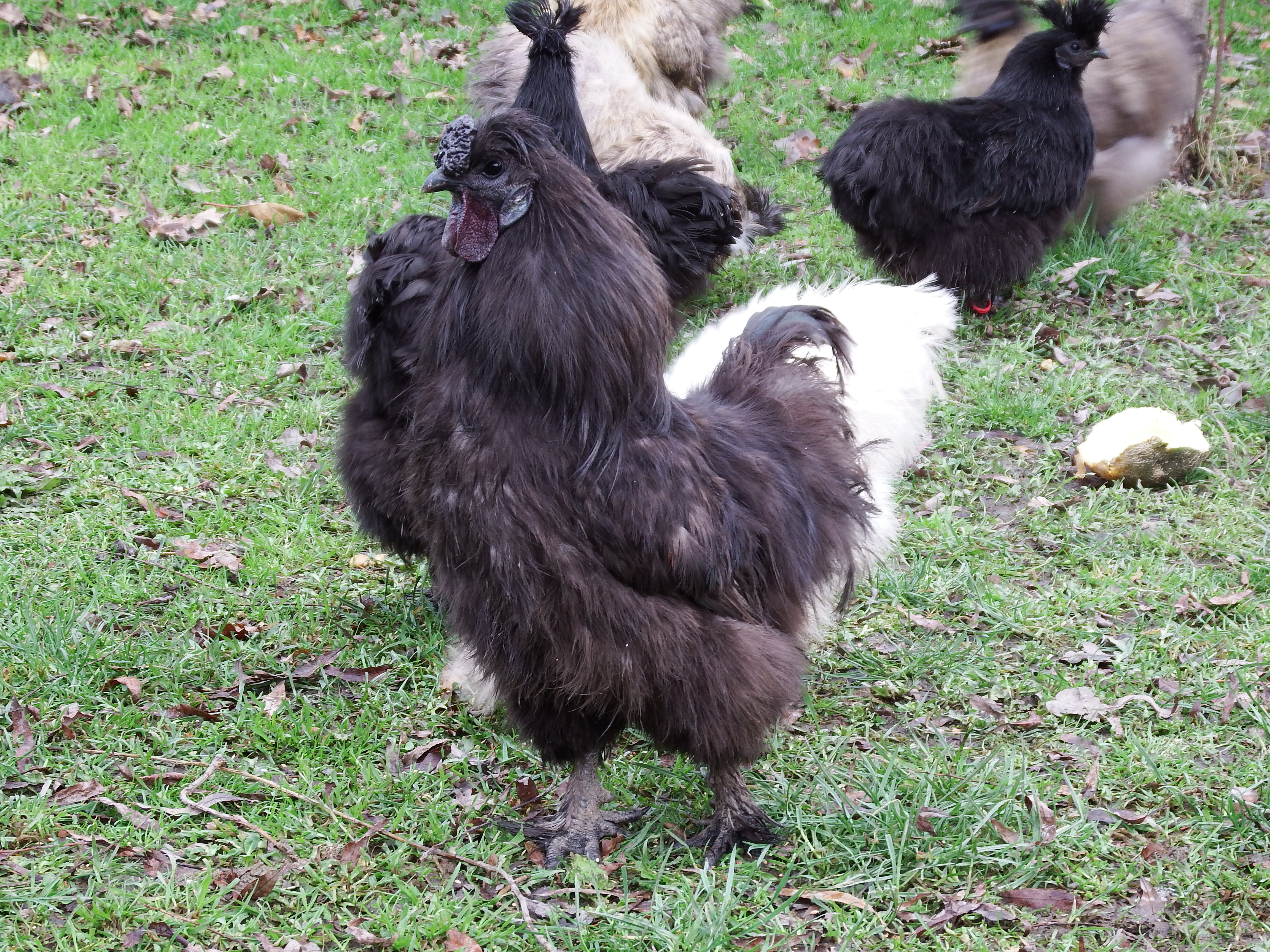 The Silkie roo