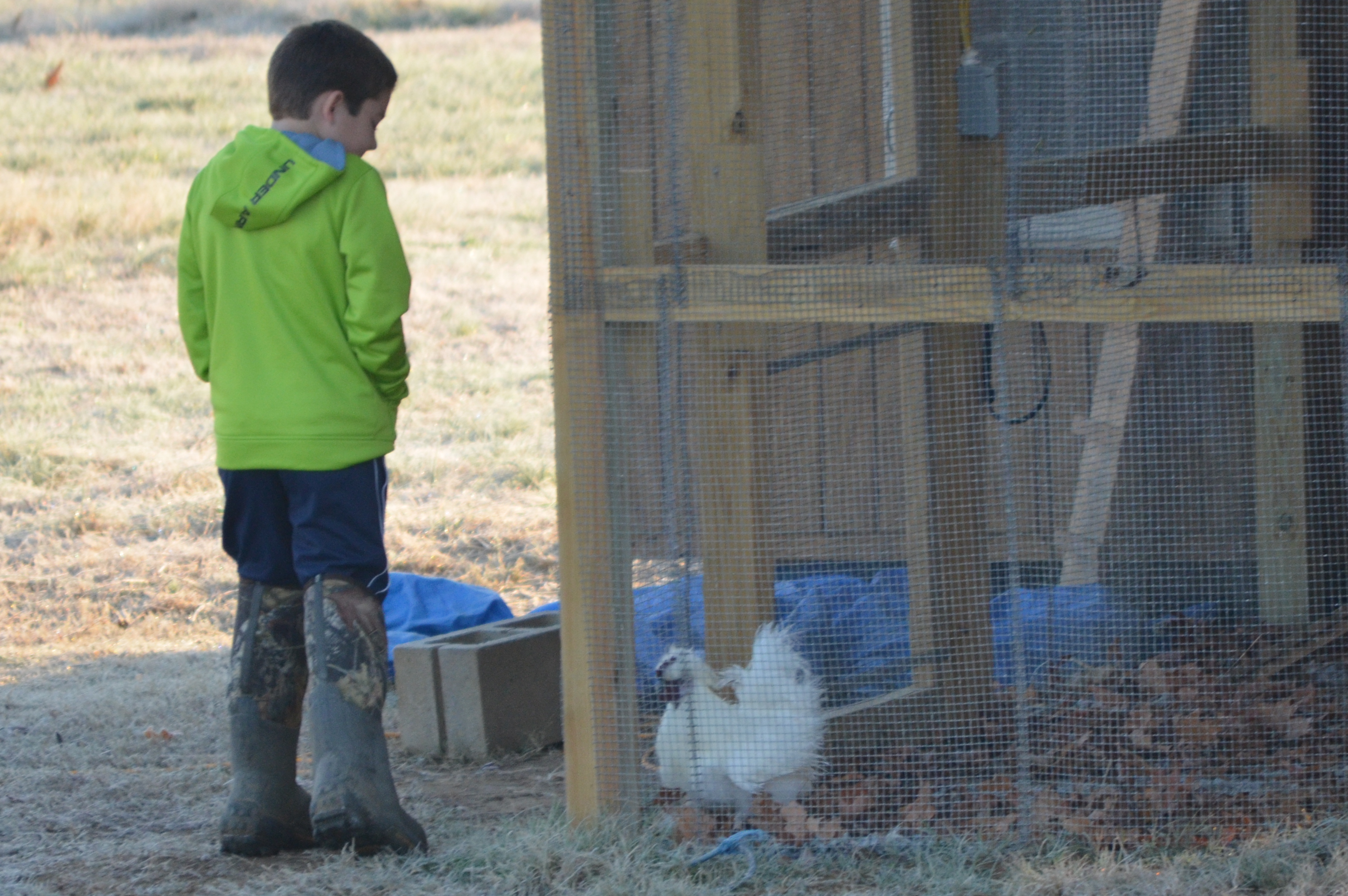 The Silkie rooster is just WAITING for my son to go into the pen:-)